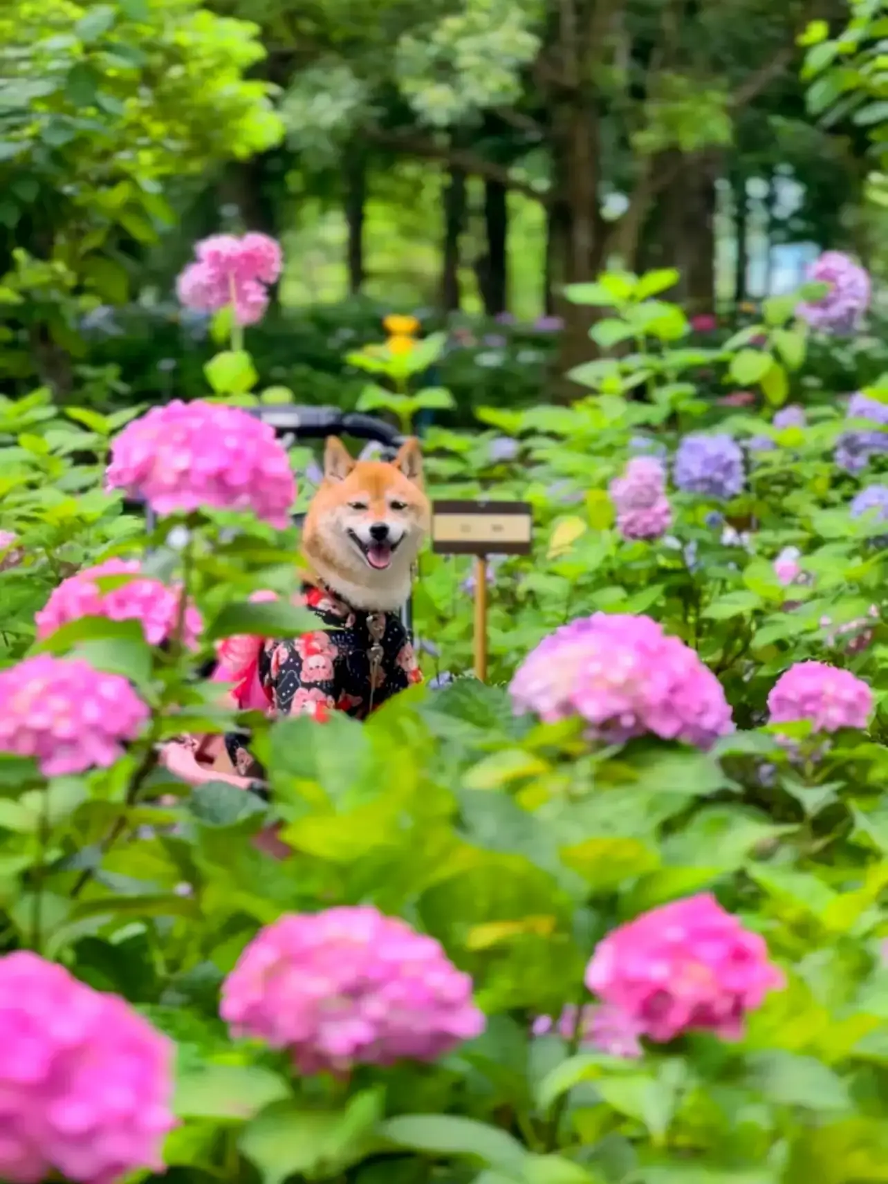 もりやま芦刈園 オファー ペット