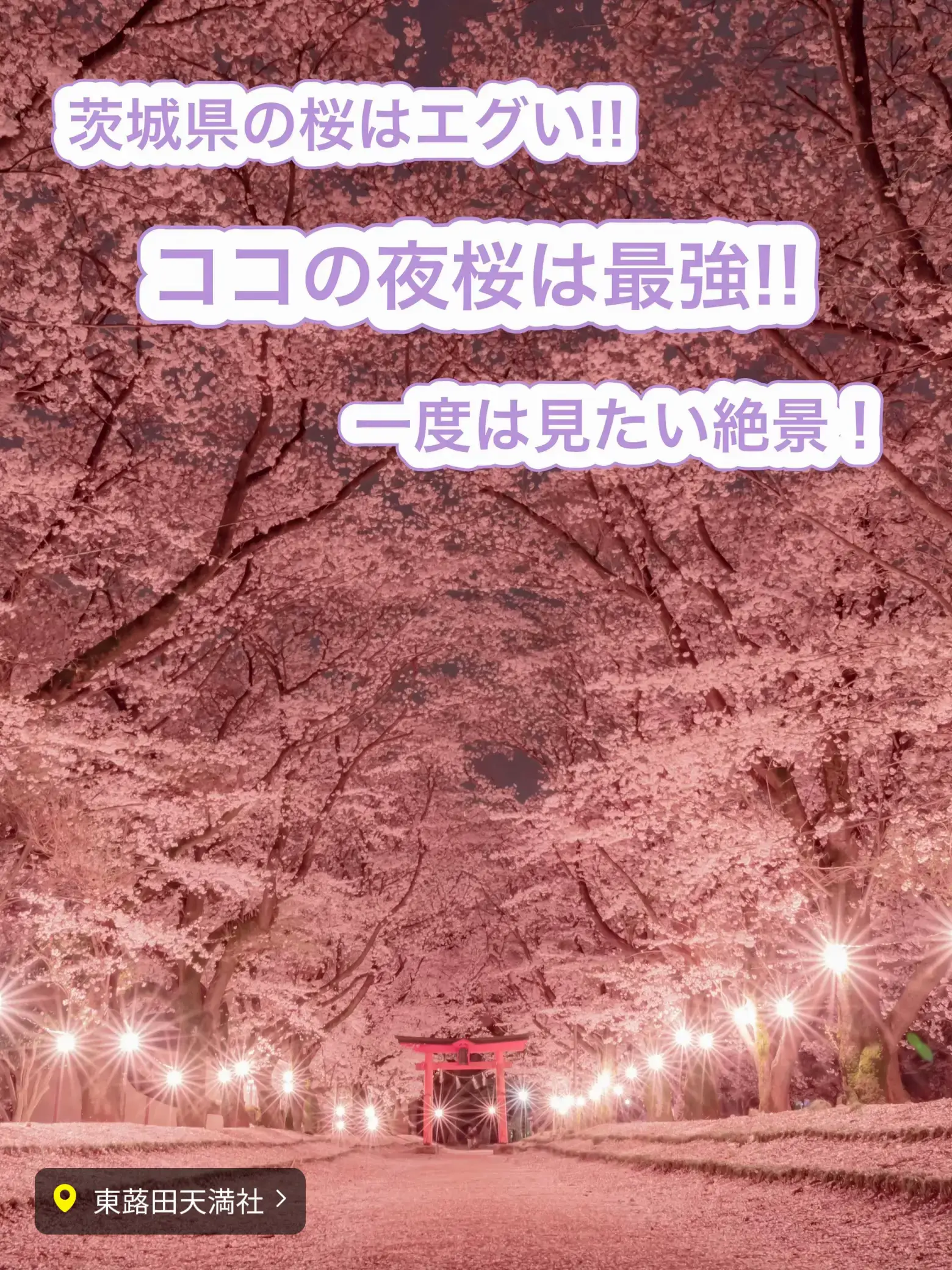 2024年の熊本桜スポットのアイデア20選