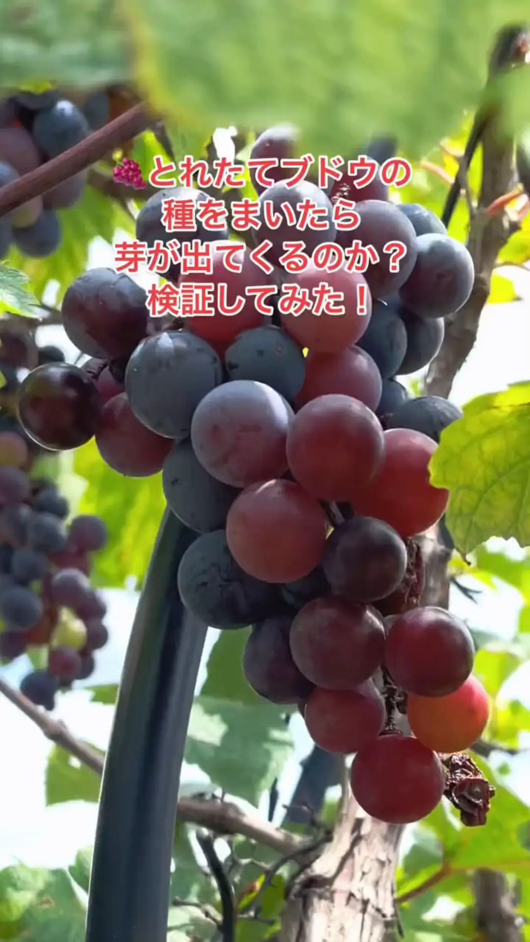 ????もぎたてブドウの種をまいたら、芽が出てくるのか？検証してみた！