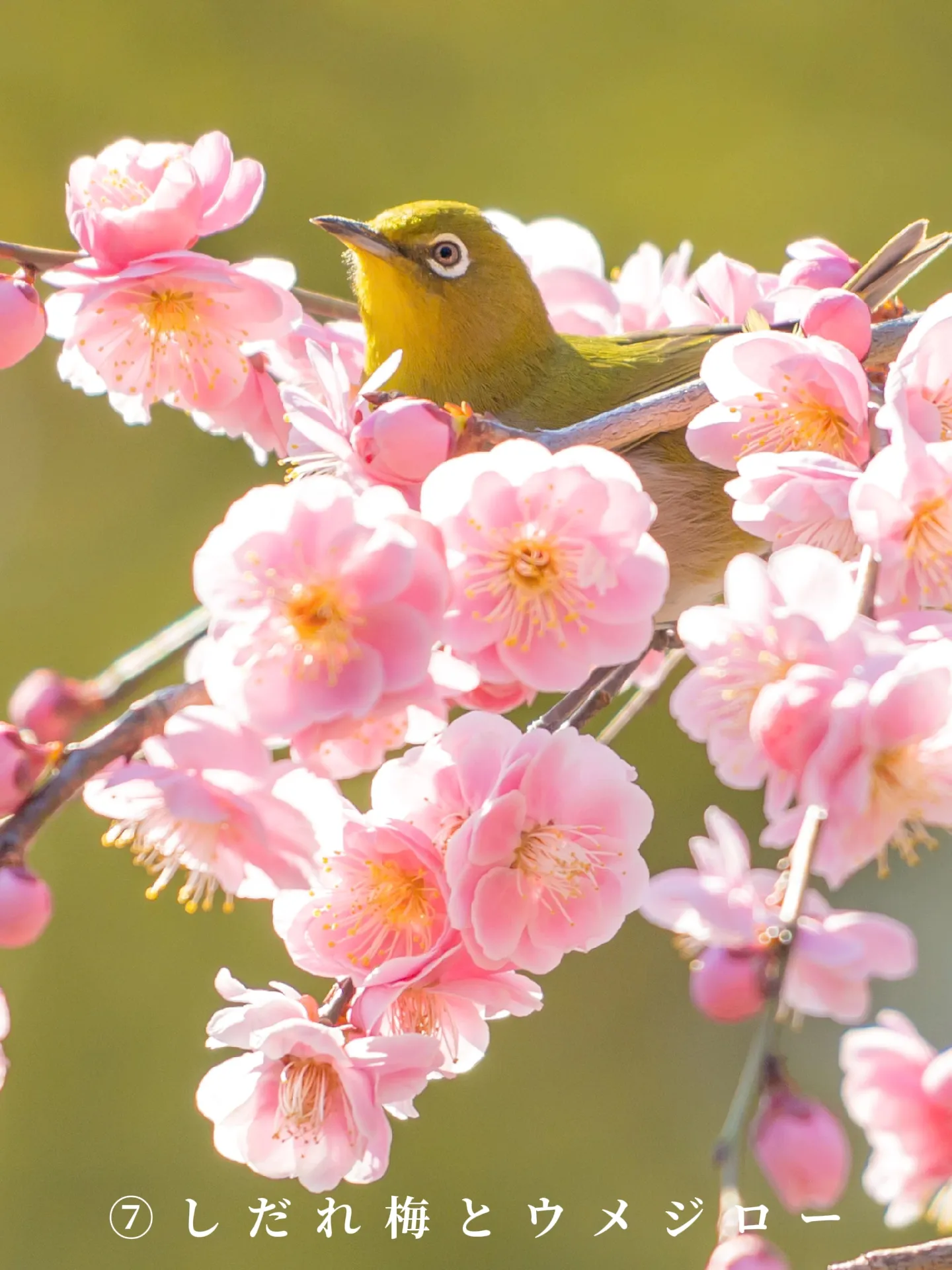 京都梅】「北野天満宮」無料撮影スポットを紹介します🌸 | mint京都と関西の花と絶景が投稿したフォトブック | Lemon8