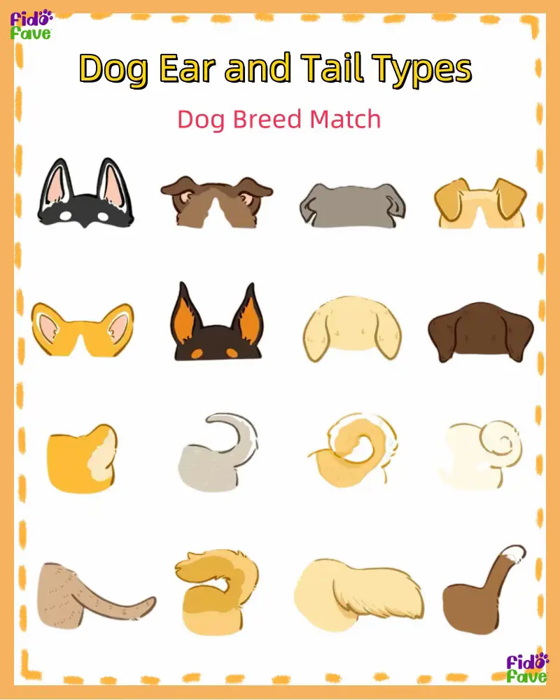 Dog Ear and Tail Types- Dog Breed Match | Gallery posted by Fido Fave ...