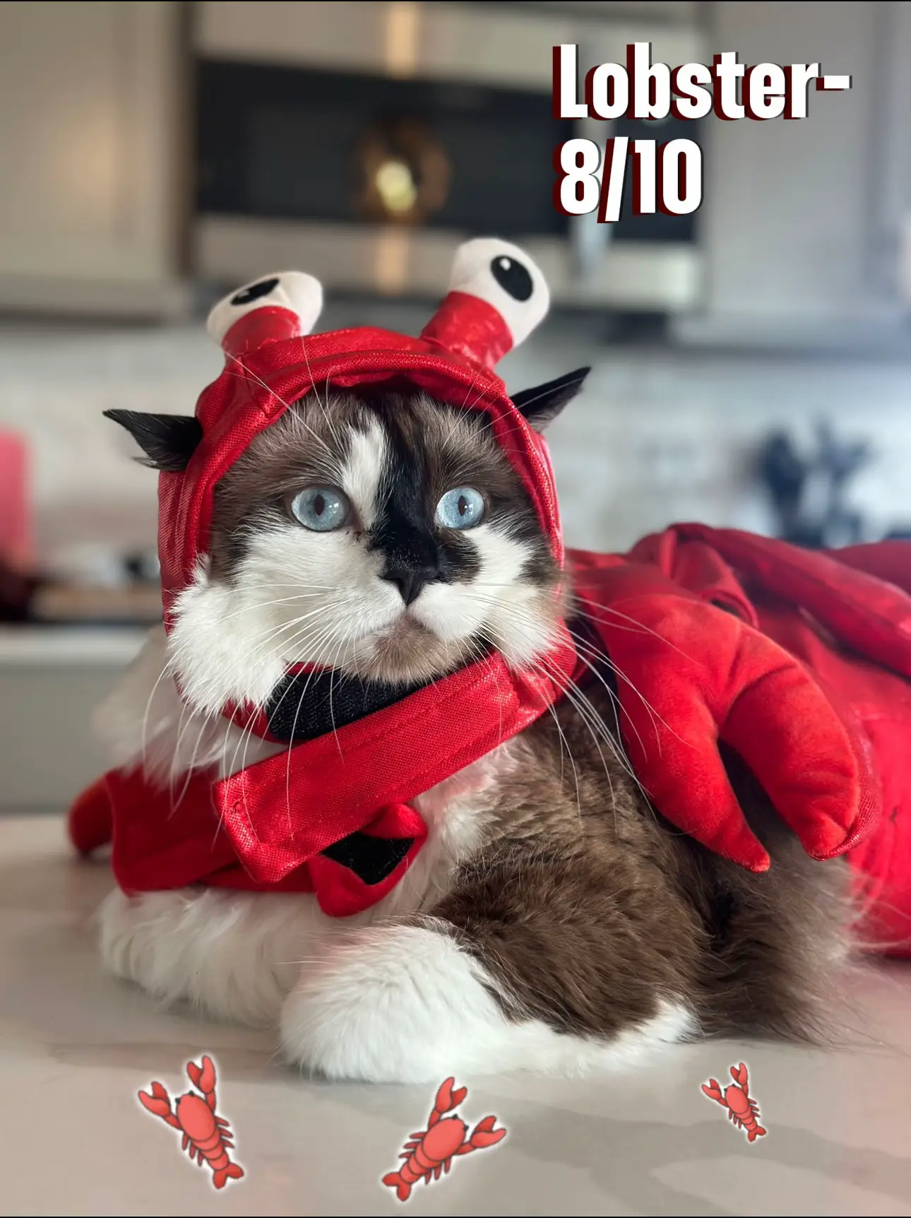 Cat lobster clearance costume