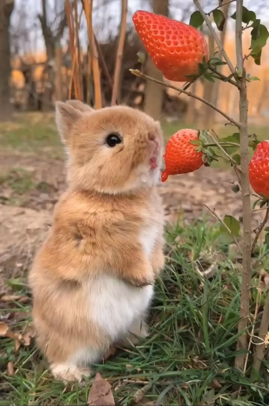 ウサギ🐇もいちご🍓が好き❤️