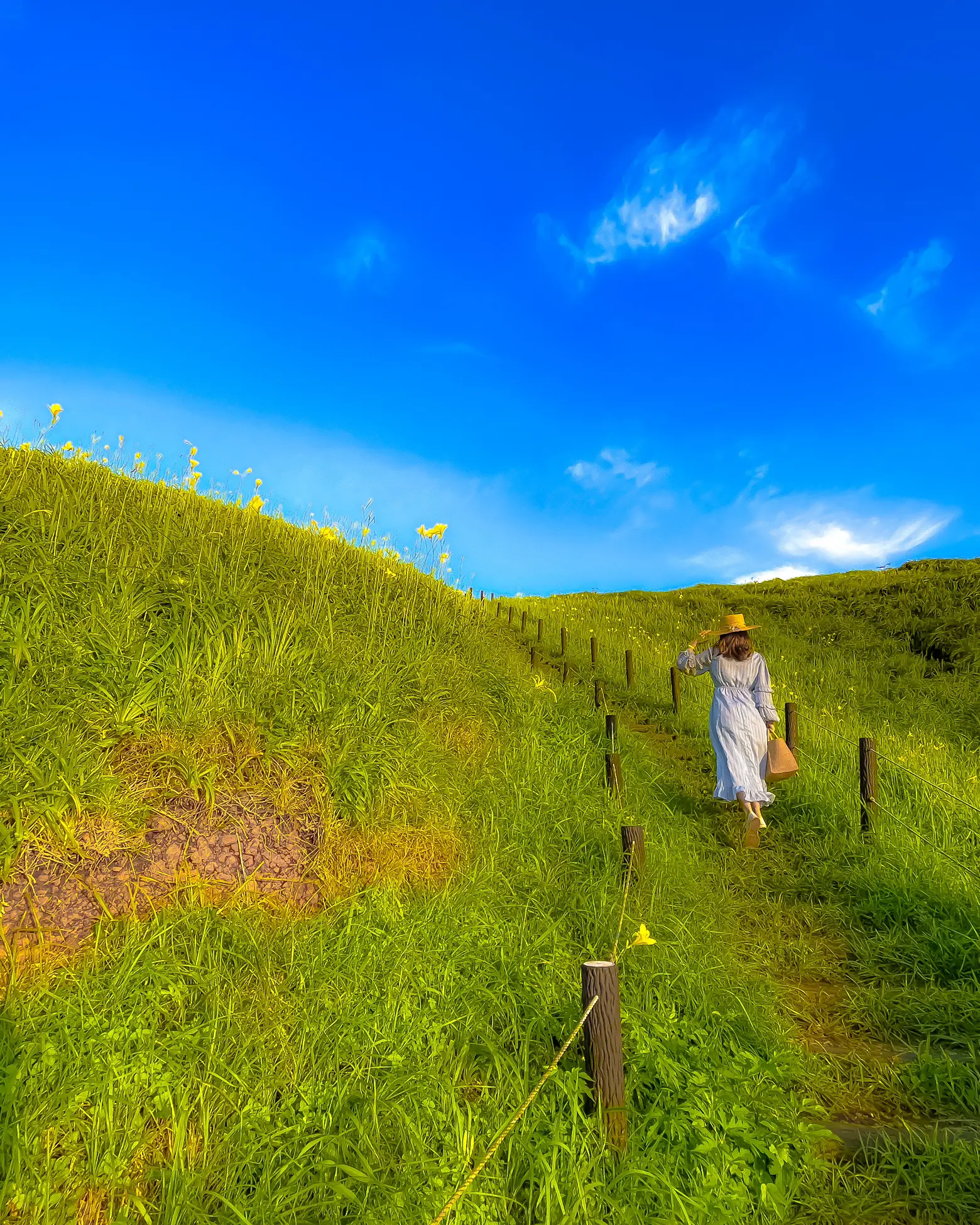 静岡】まるで絵画のような岬で出会った😳✨ユウスゲと夕日の可憐で幻想