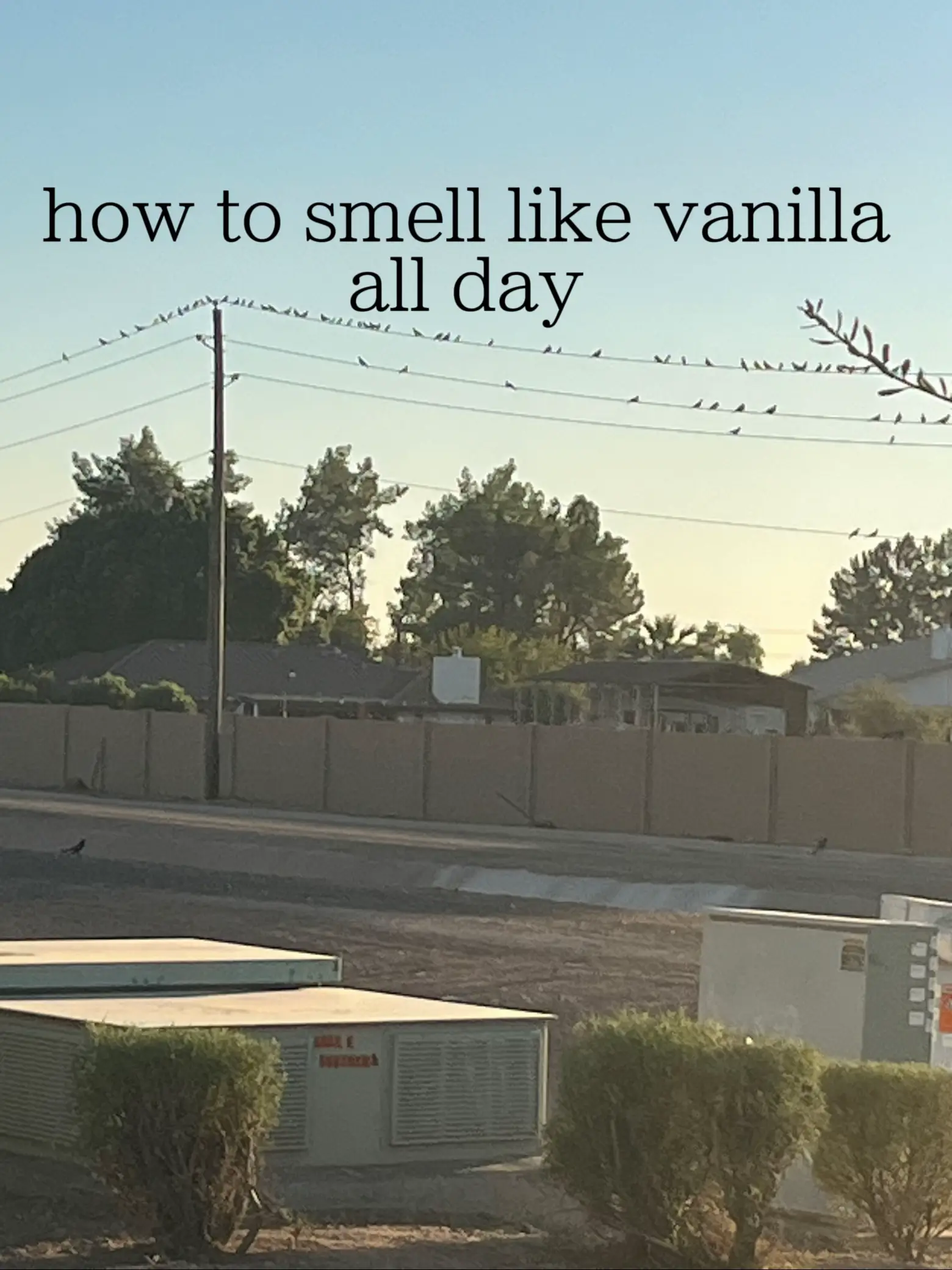 How To Smell Like Vanilla All Day Gallery Posted By Alexis Lemon8   O4BgpKB8iAKXrVZCA2OEBBA6Z3kEIEAfoyK70i~tplv Tej9nj120t Origin.webp