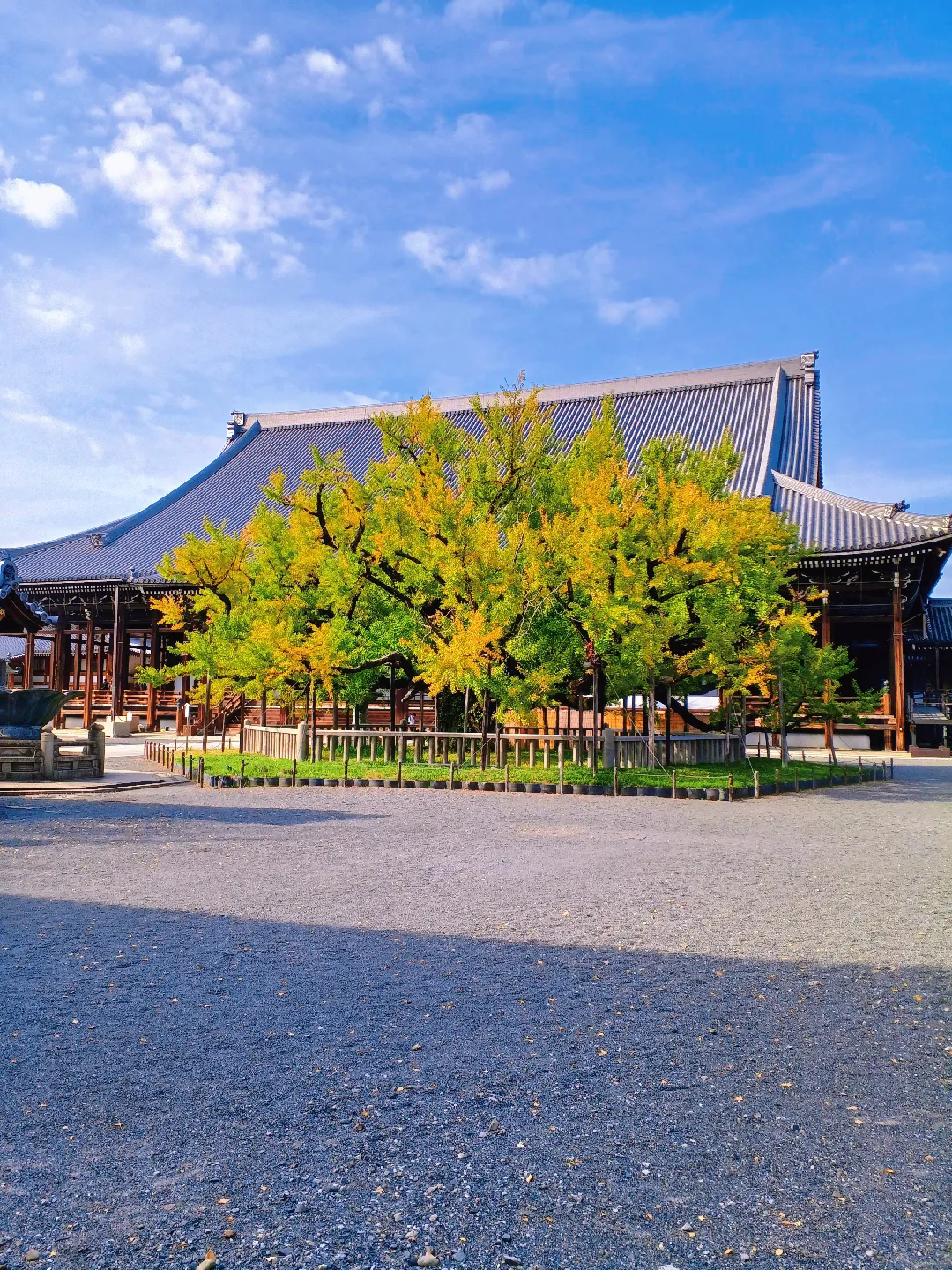 【京都ぶらり】秋晴れの京都から 西本願寺の大銀杏の画像 (3枚目)