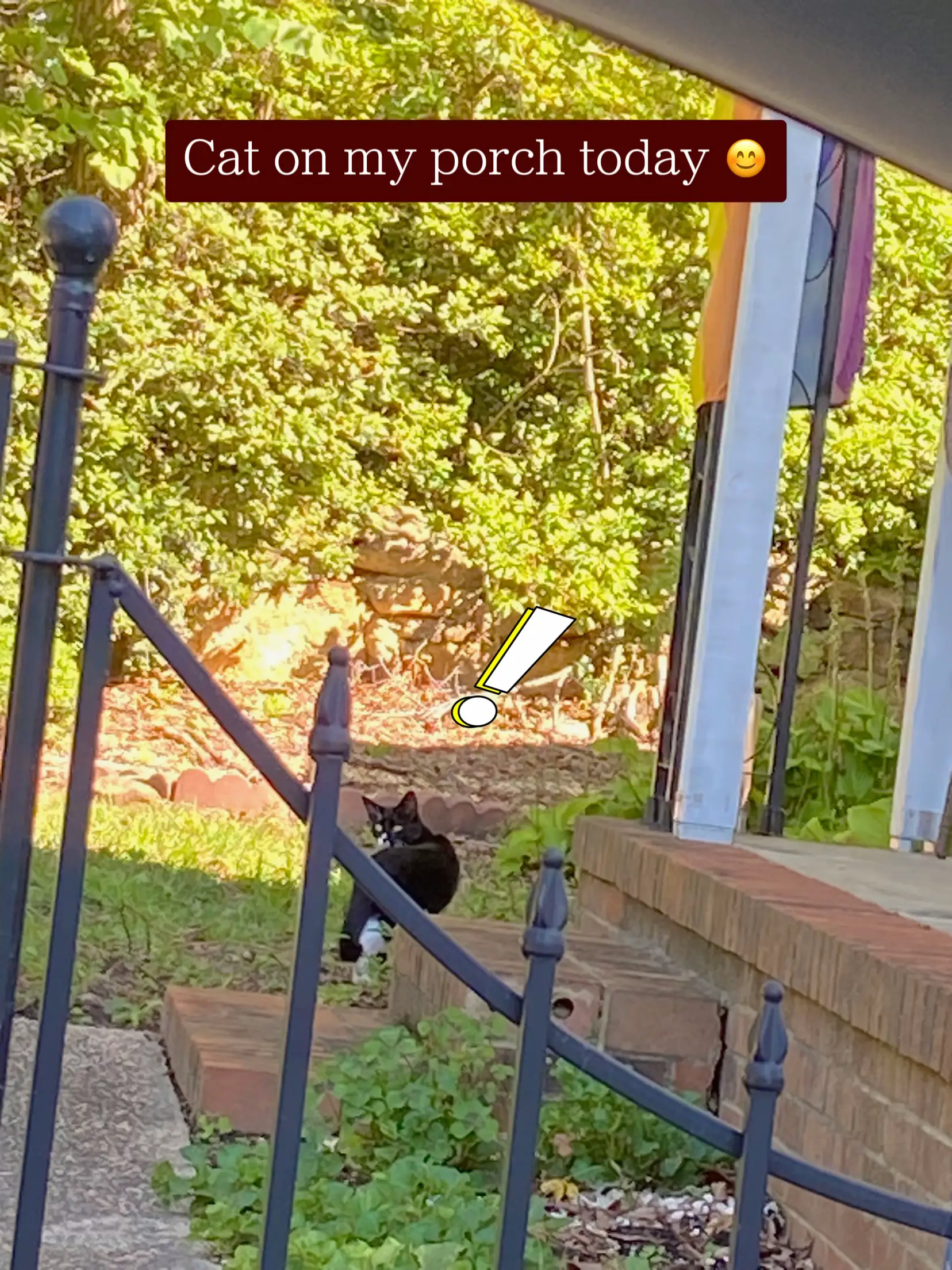 Cat on my porch today 😊 Gallery posted by Voyager Lemon8