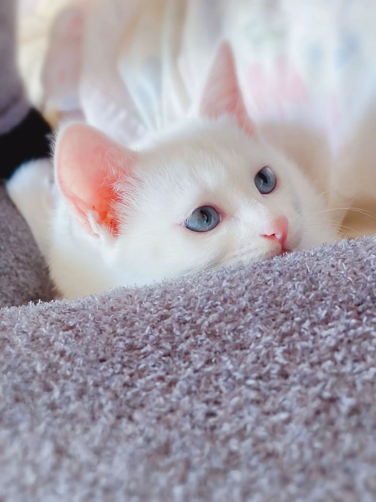 青い目 白長毛猫 - Lemon8検索