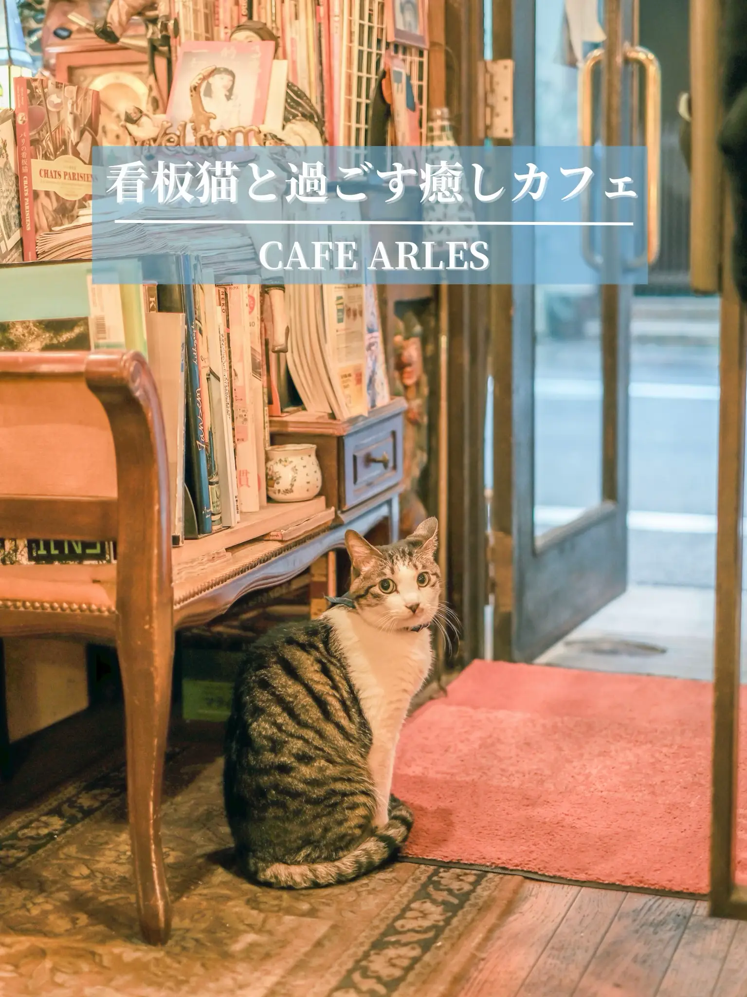 【東京】まるで絵本の世界😳📚✨看板猫ちゃんと過ごす癒しカフェ🫧🐈の画像 (0枚目)