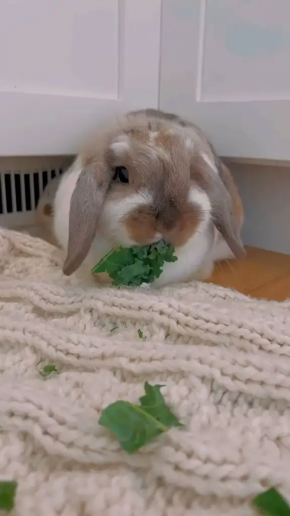 15 Adorable Bunnies Chilling In Cups  Cutest bunny ever, Cute little  animals, Cute baby animals