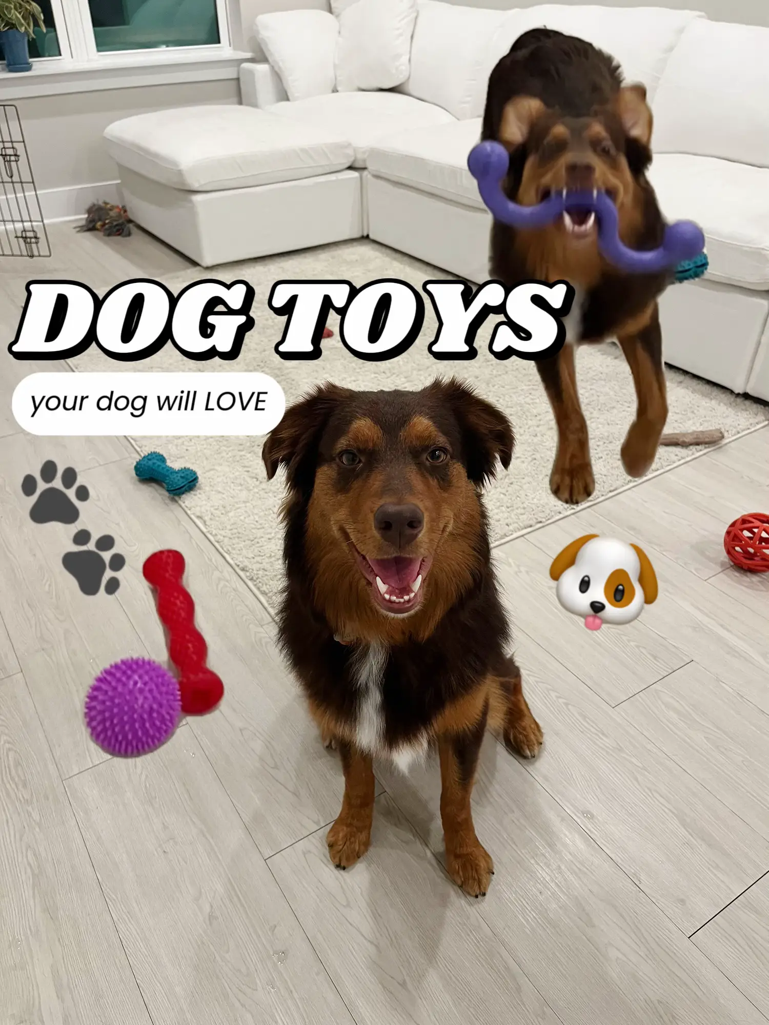 Wfh hack: keep your dog entertained and engaged with The Game #dogtoys