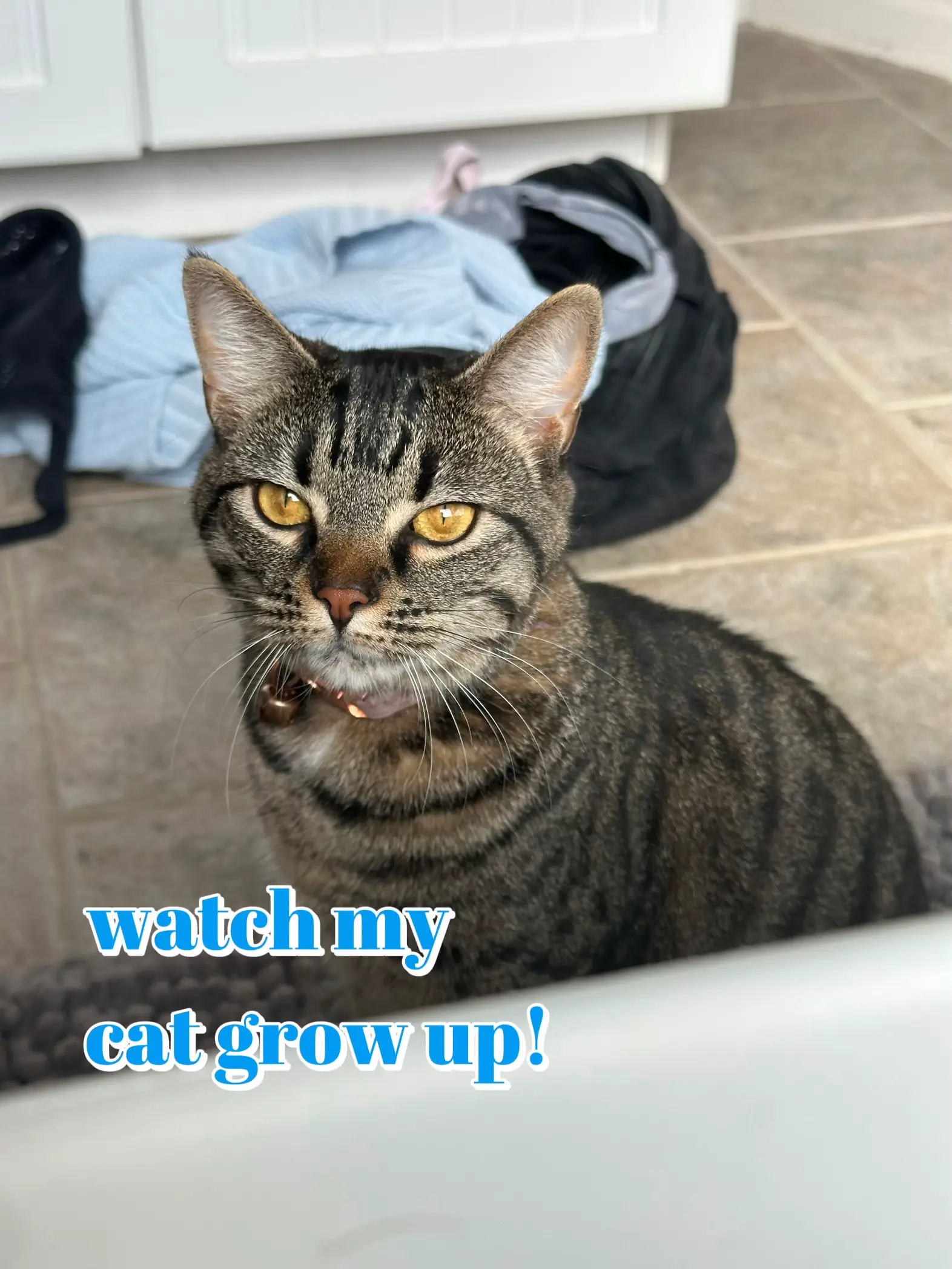 watch my cat grow up! Gallery posted by Erin Gilleland Lemon8