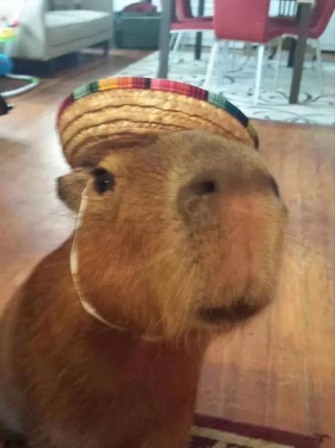 the CUTEST capybara experience!!, Gallery posted by sam ♡