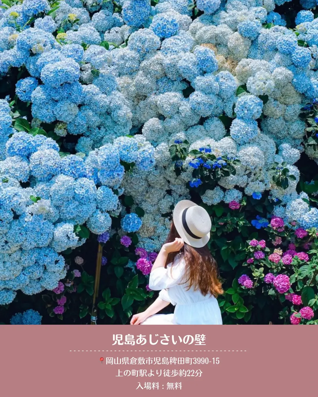 絵ワンちゃんと紫陽花