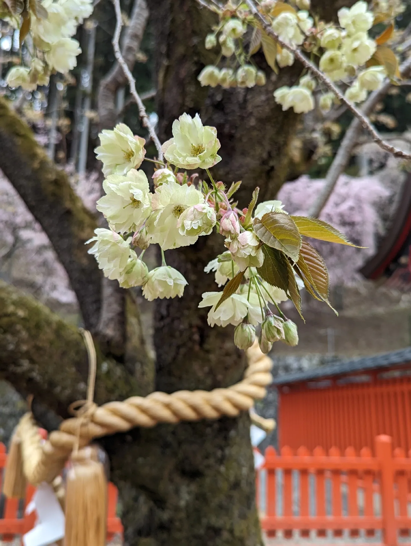 金櫻神社(山梨県甲府市)にまたまた行ってきました。 2回目！ | パワースポットのんびり1人旅が投稿したフォトブック | Lemon8