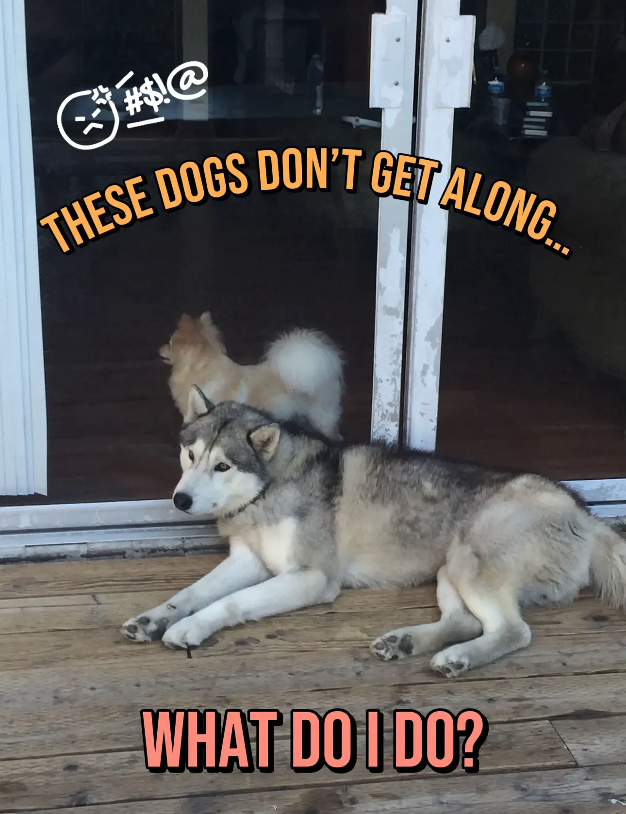 These dogs don’t get along… Gallery posted by JULIE Lemon8