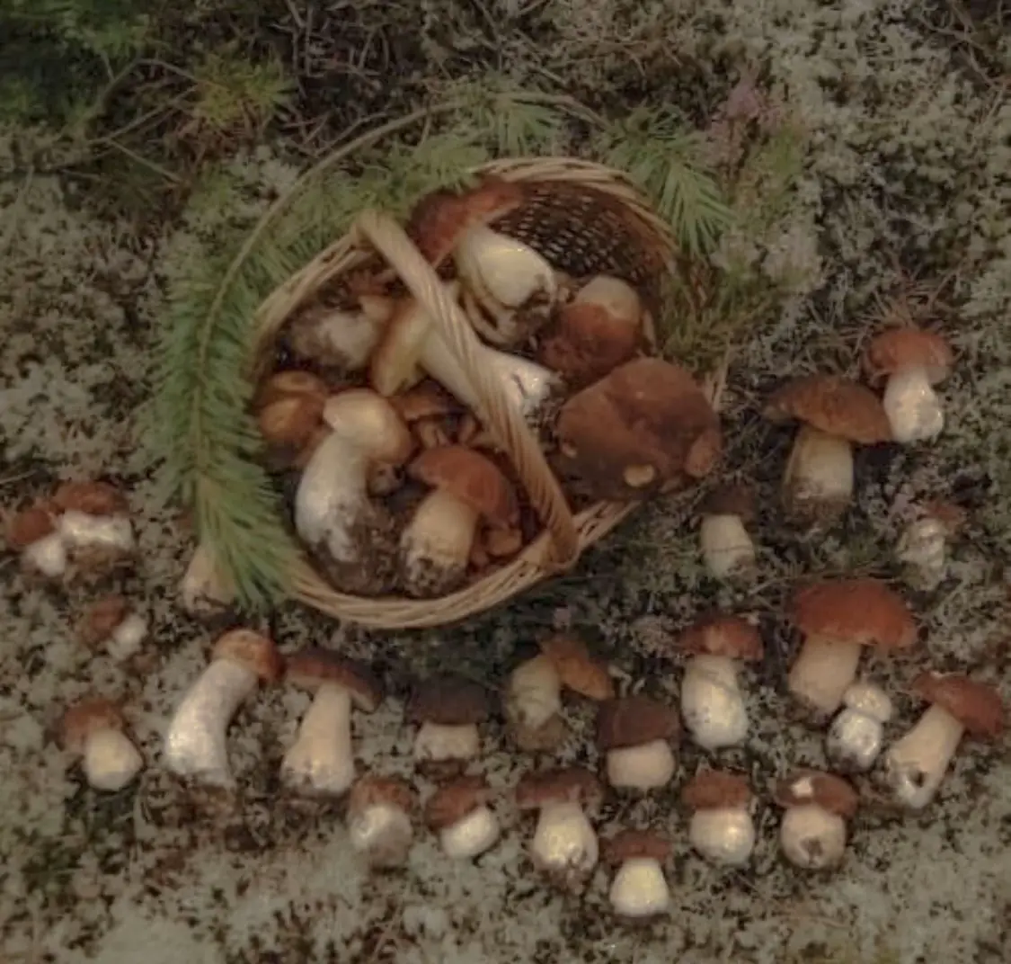  A basket of mushrooms on a ground.
