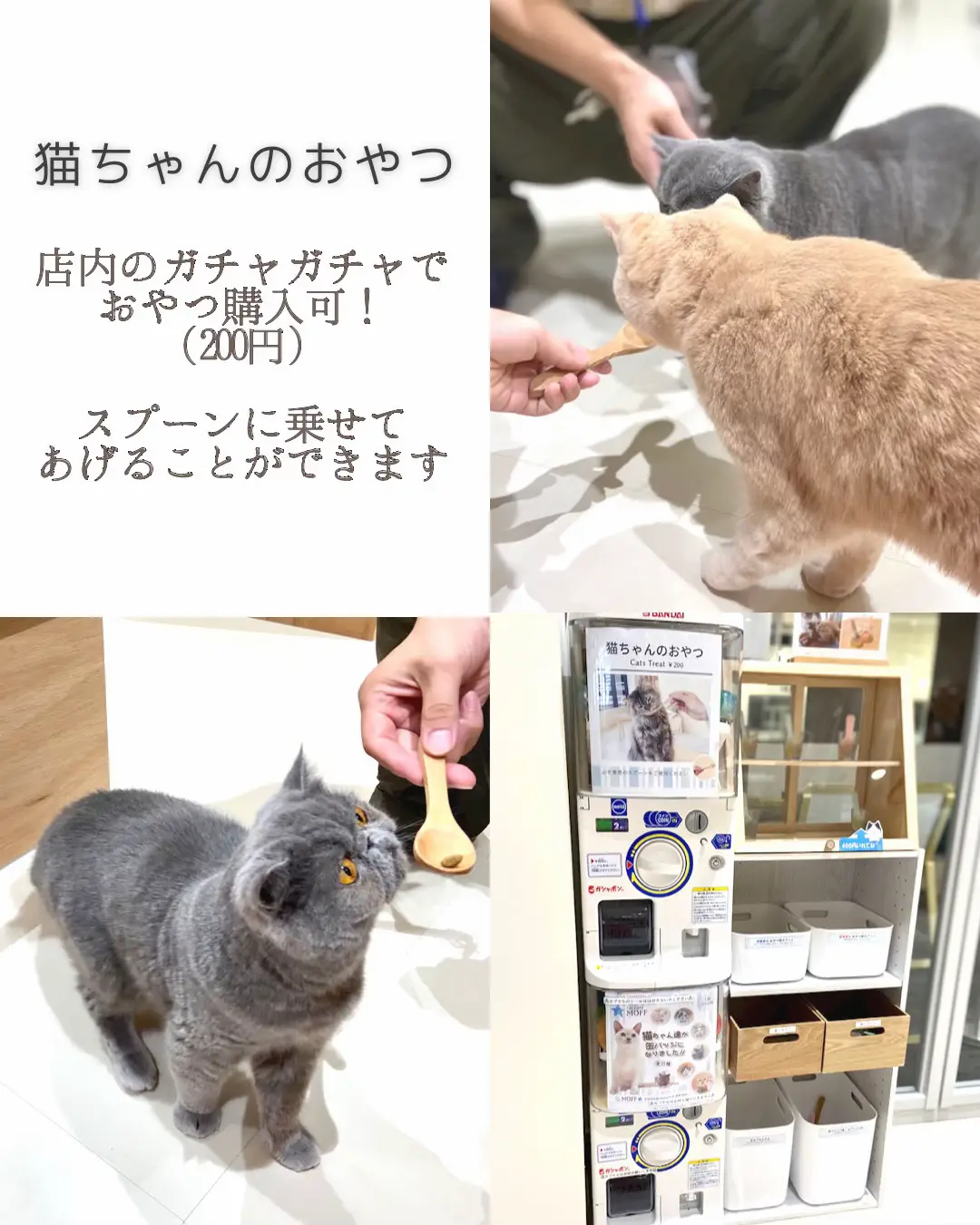 推しはどの猫？🐈推し猫ラテアートも楽しめる猫カフェ【埼玉久喜