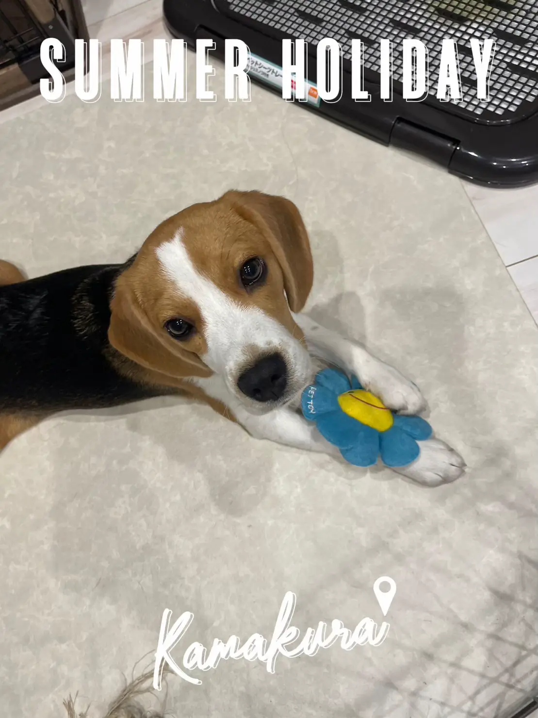 捨七　summer holiday PET 捨七summer holiday PET