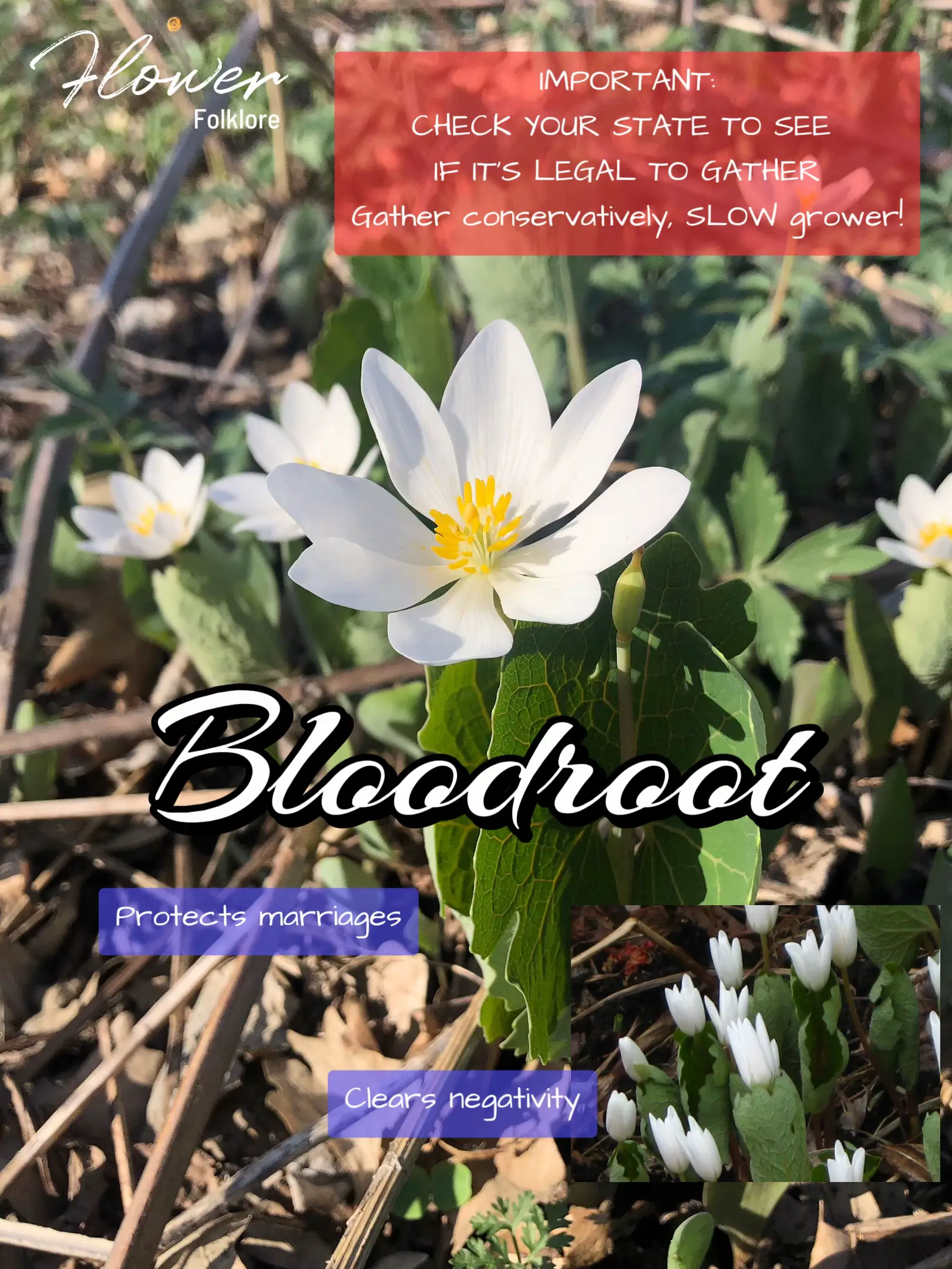 Bloodroot | Gallery posted by TheVioletWitch | Lemon8