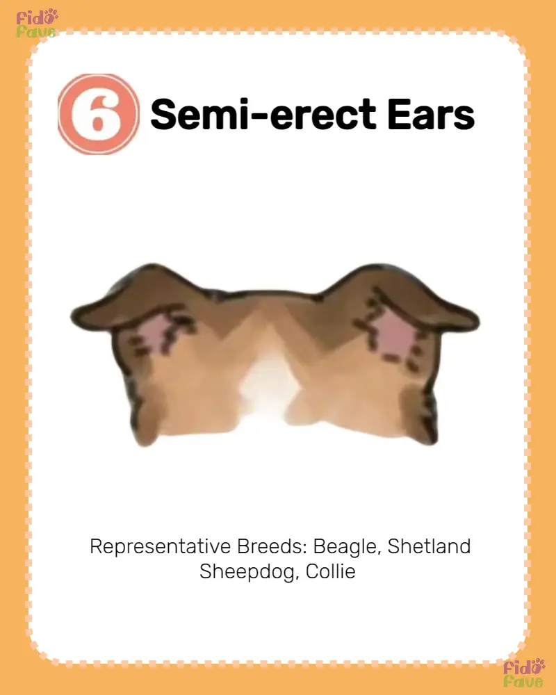 Dog Ear Types: 8 Varieties and Breeds | Gallery posted by Fido Fave ...