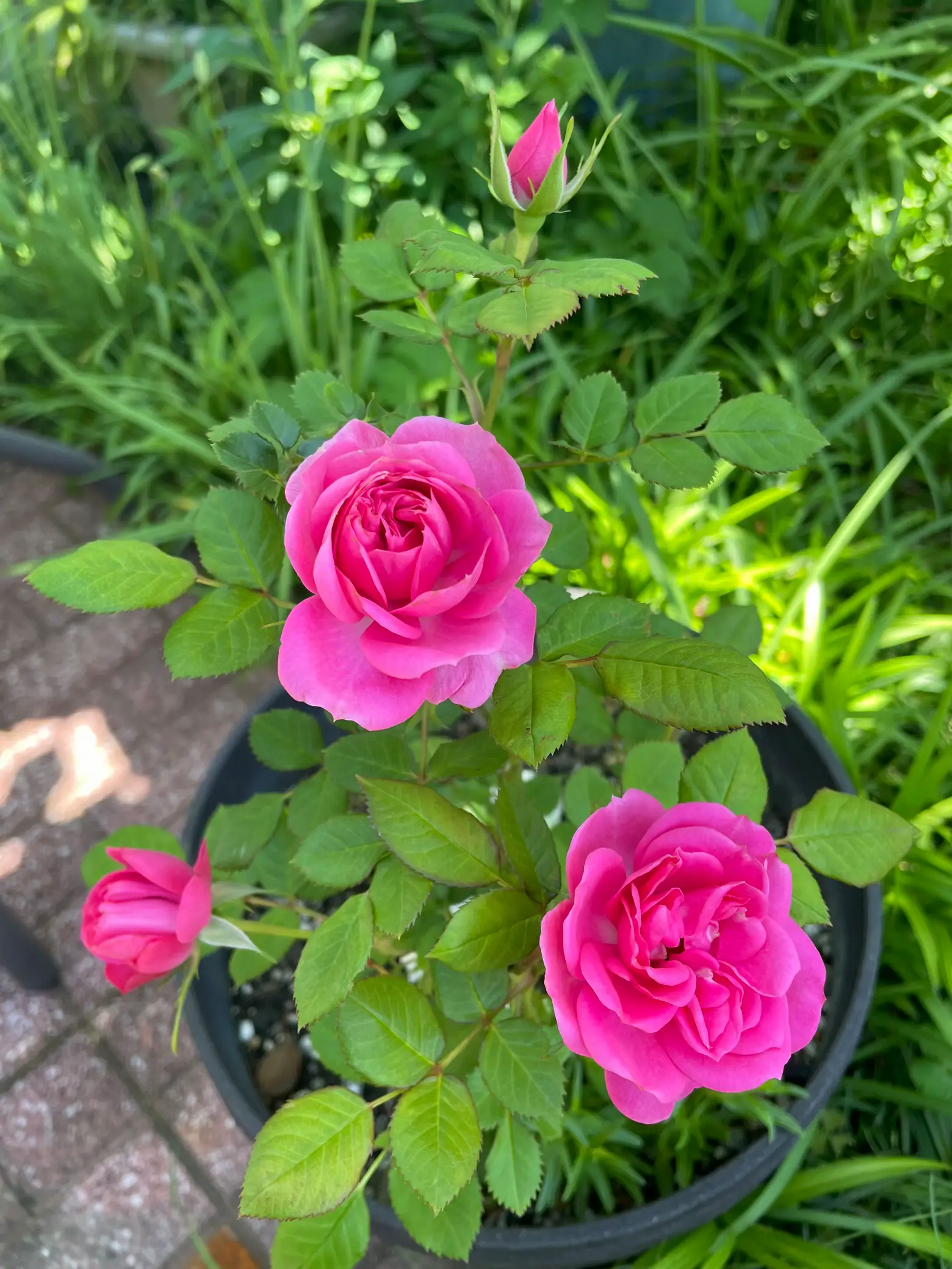 すずらん 上品な薔薇 並べて可愛い♡ | swedgi.com