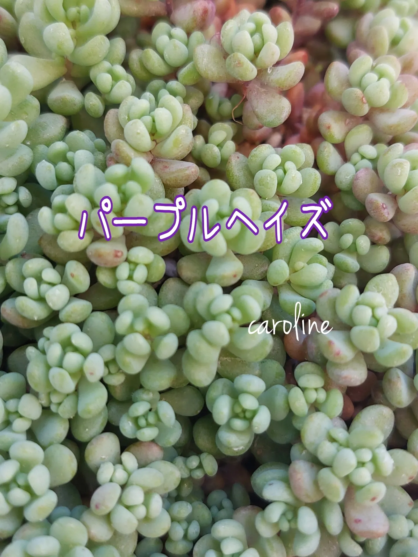 つぶつぶ多肉大好きな人!!全員集合ε≡ﾍ( ´Д`)ﾉ | ♡caroline♡が投稿したフォトブック | Lemon8