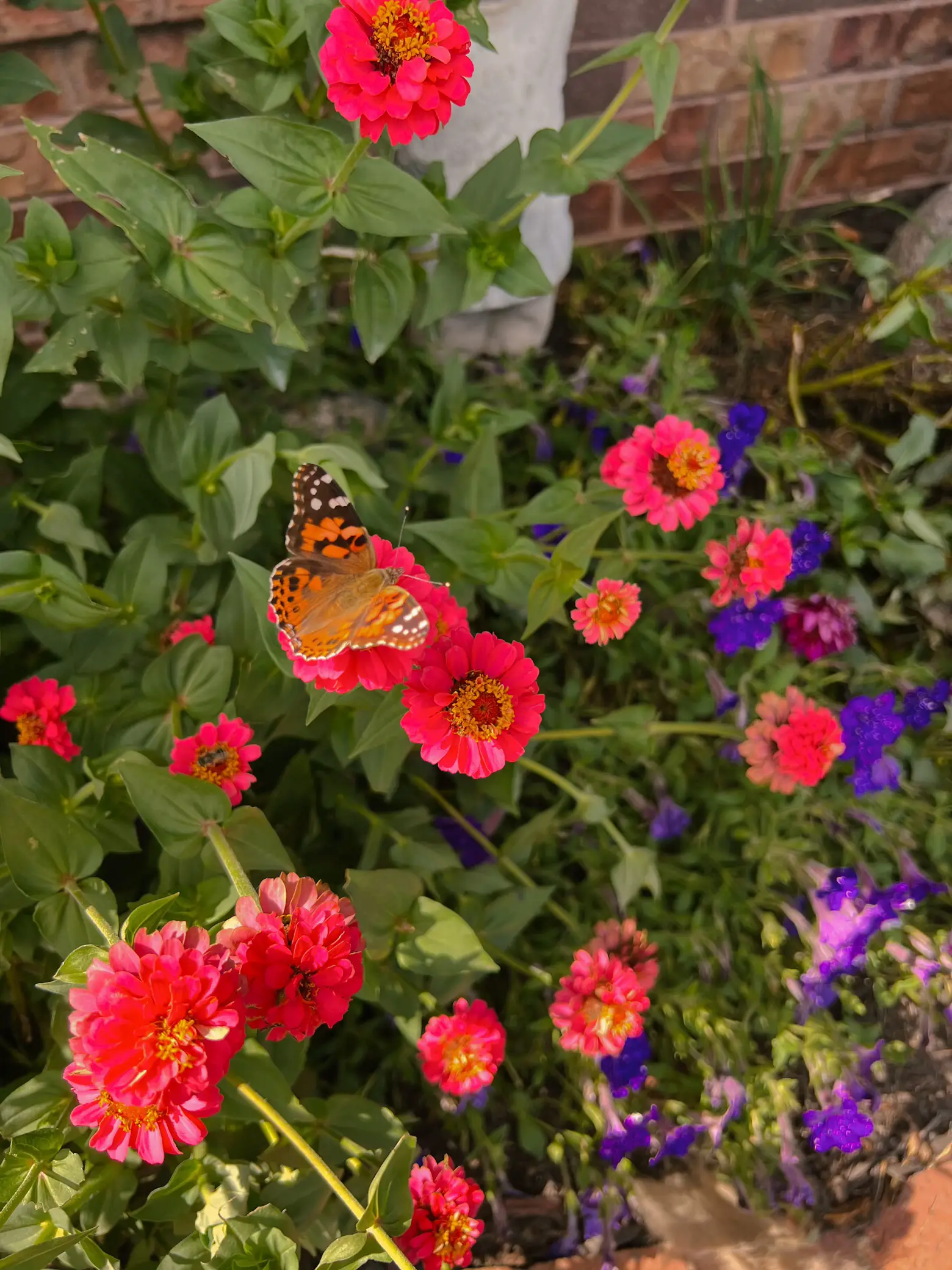 🦋💖BUTTERFLY GARDEN! 💞🦋 | Gallery posted by Zoey Lynn | Lemon8