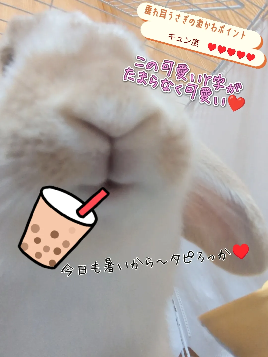 お花キャンディ♡たれ耳うさぎちゃん たれみみちゃんねる公式サイト