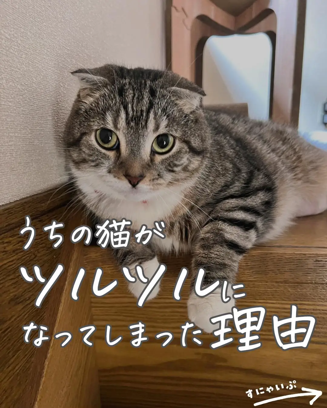 りっちゃんがツルツルになってしまった理由😭😭😭 | ねこぞーが投稿