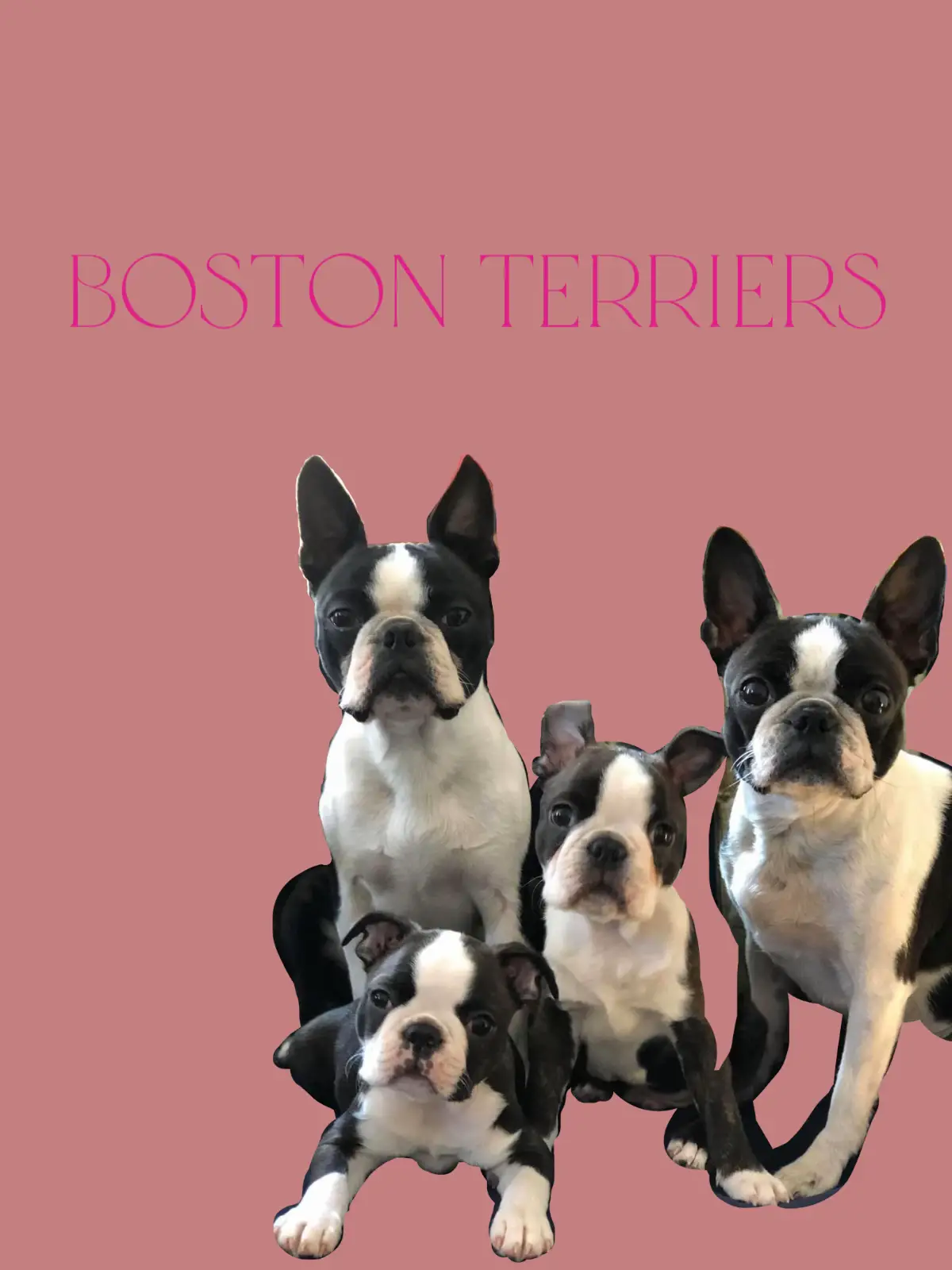 Boston terrier vomiting undigested 2024 food