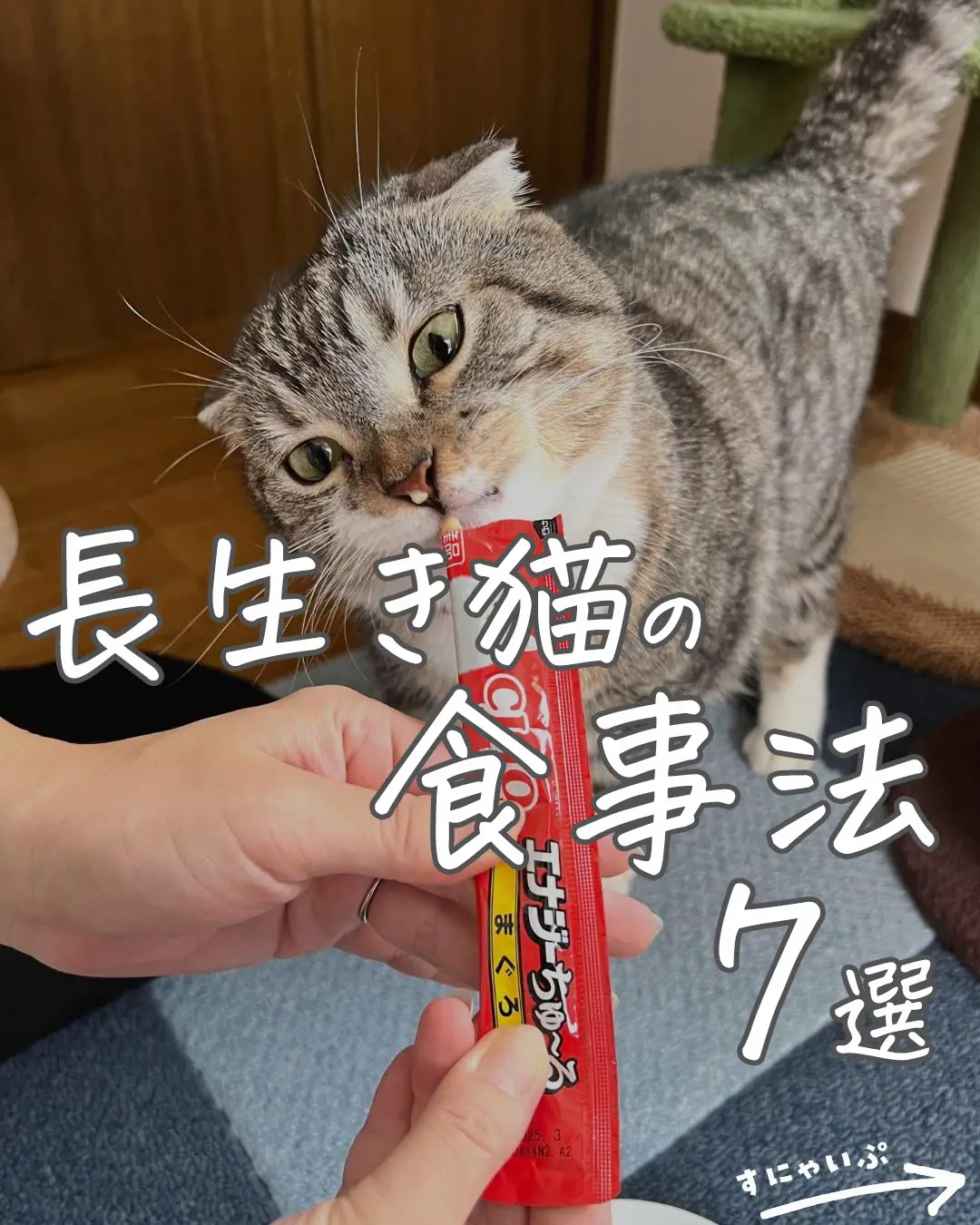 Baby Cat Health and Nutrition - Lemon8検索