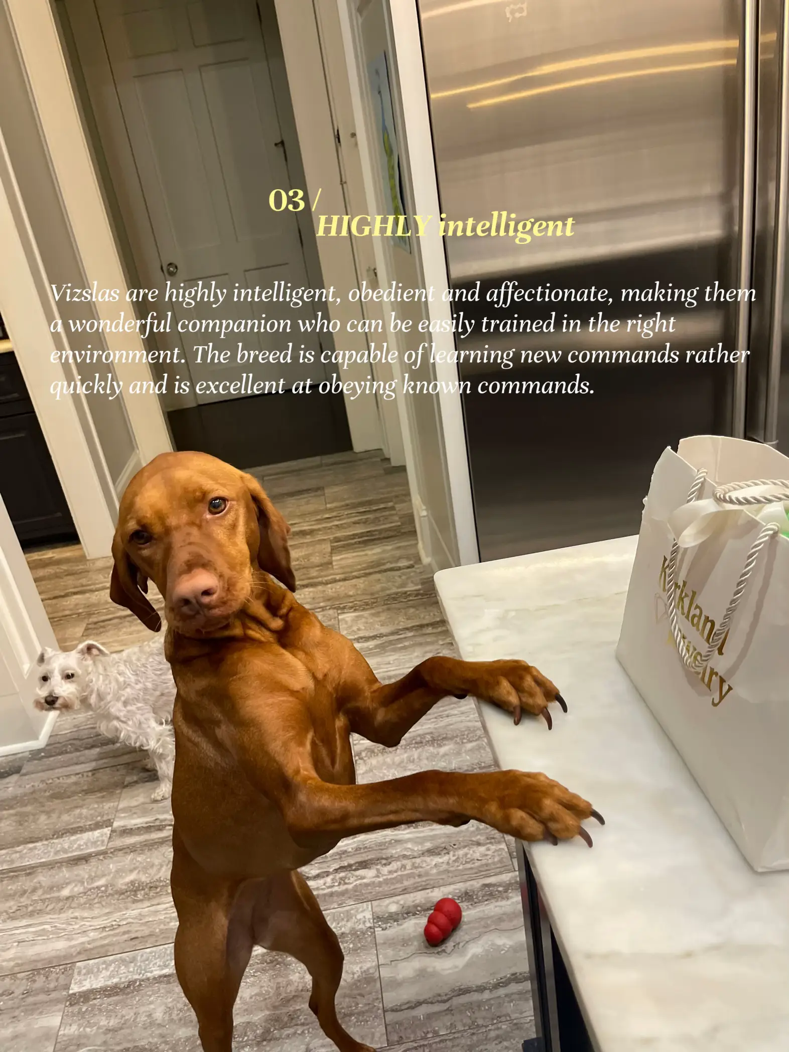 Emotional support 2024 dog vizsla