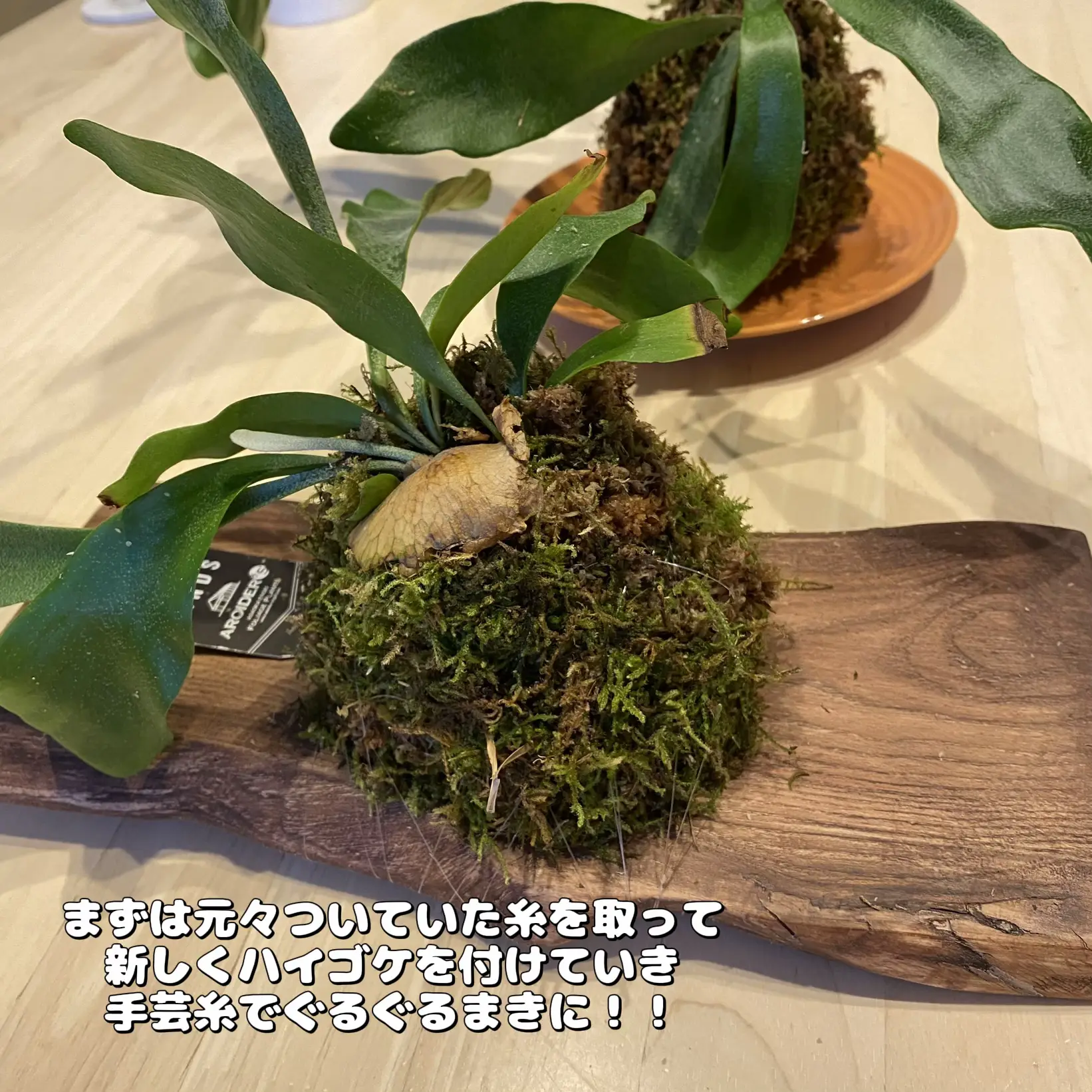 ビカクシダ板付、苔玉お手入れ方法 | cosoriraが投稿したフォトブック | Lemon8