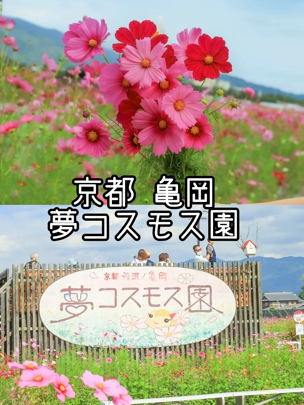 京都コスモス】かわいいコスモスやかかしに癒されます。亀岡夢コスモス園 | mint京都と関西の花と絶景が投稿したフォトブック | Lemon8