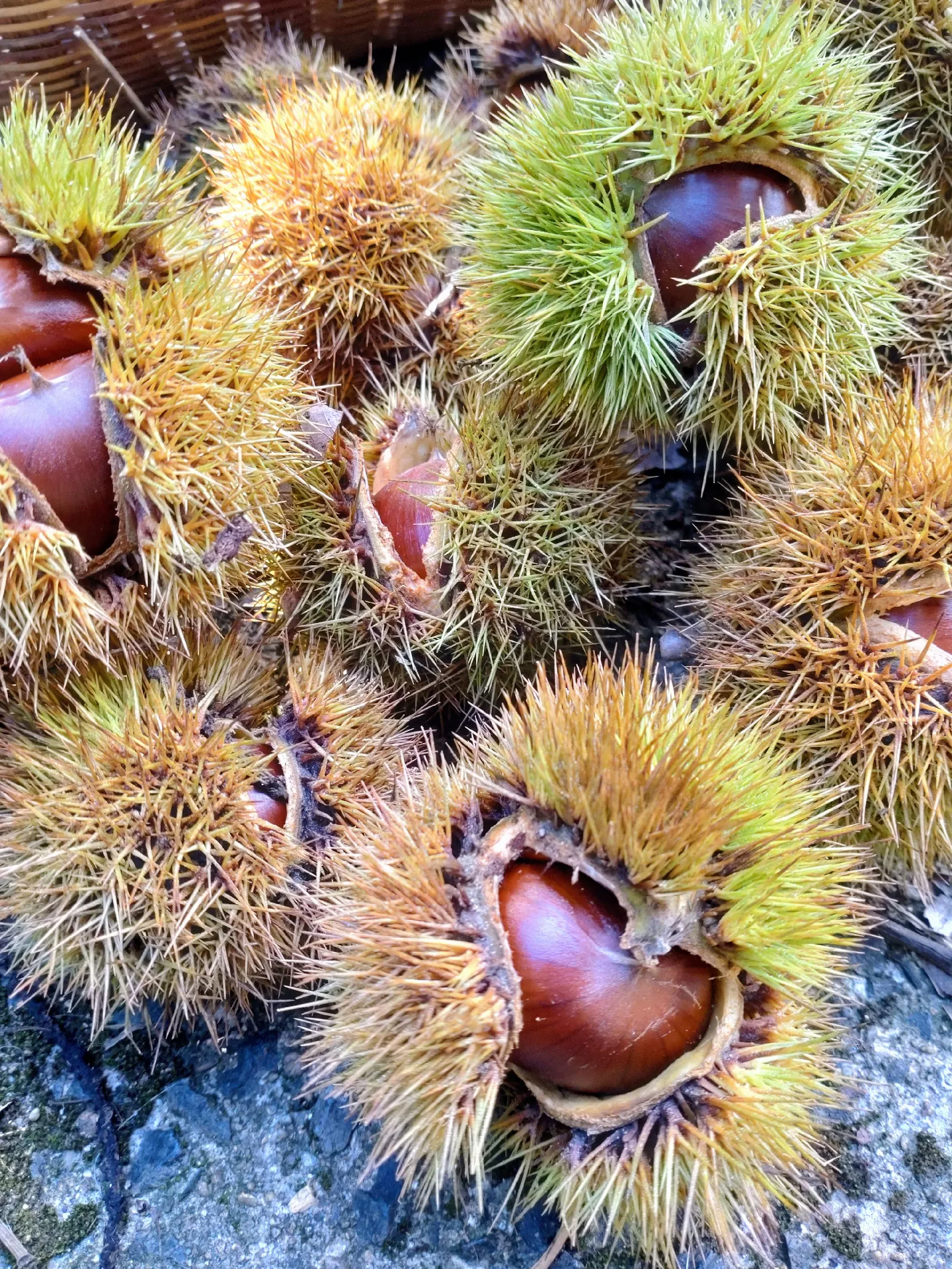 🌰栗落ちてきたよ!虫食いも多いけど、今年も一杯出来たね。🤗 | FujimiYamashitaが投稿したフォトブック | Lemon8