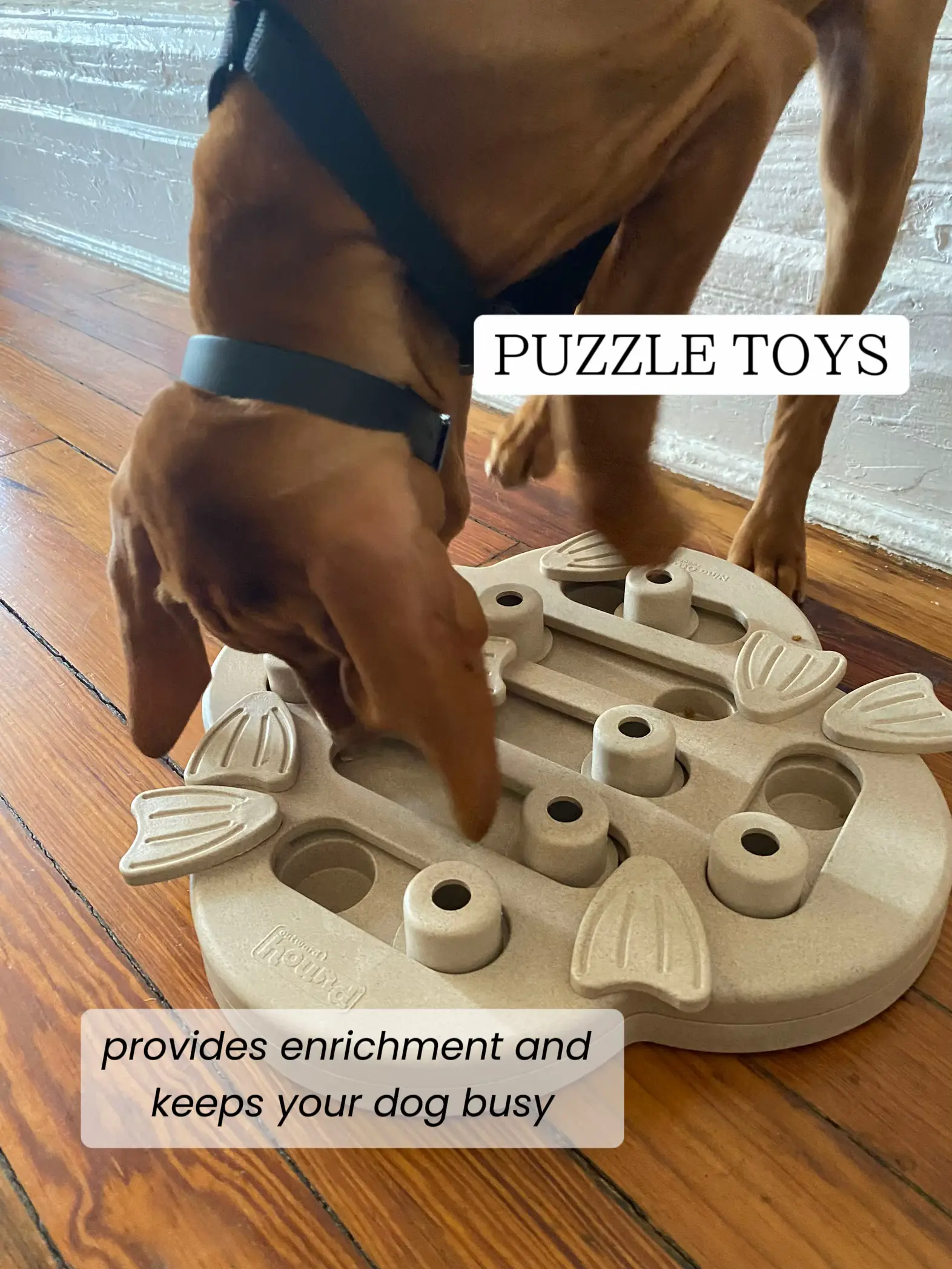 Our favorite mental enrichment products - ReadyDog