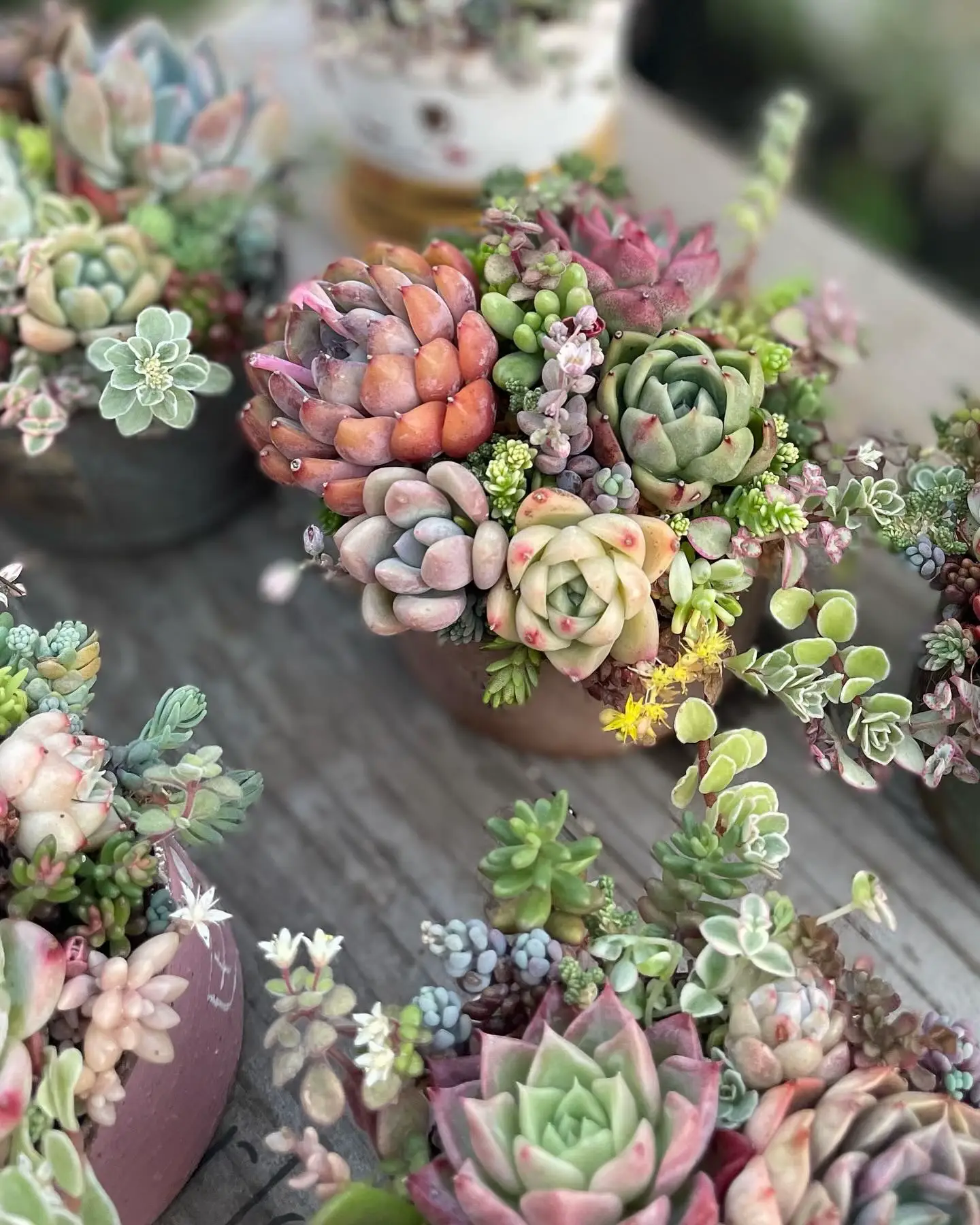 多肉植物。 アエオニウムビッグバン