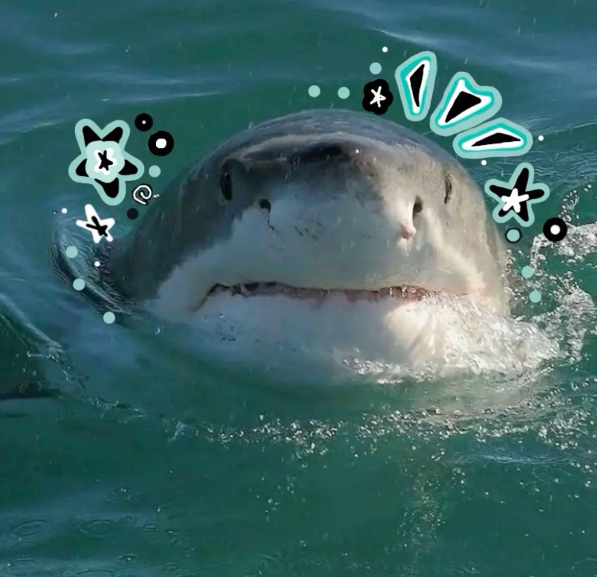 Cute Sharks Real - Lemon8 Search