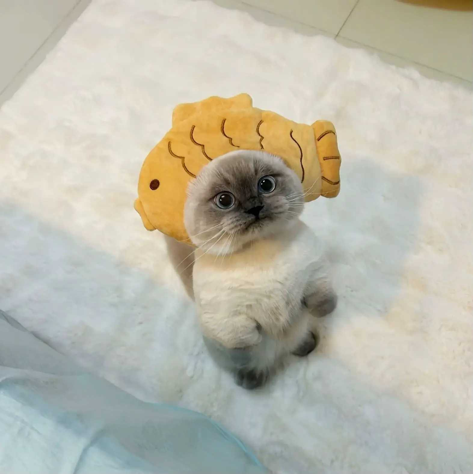 ひみつのおるすばん風 おもち様専用 そそっかしい 