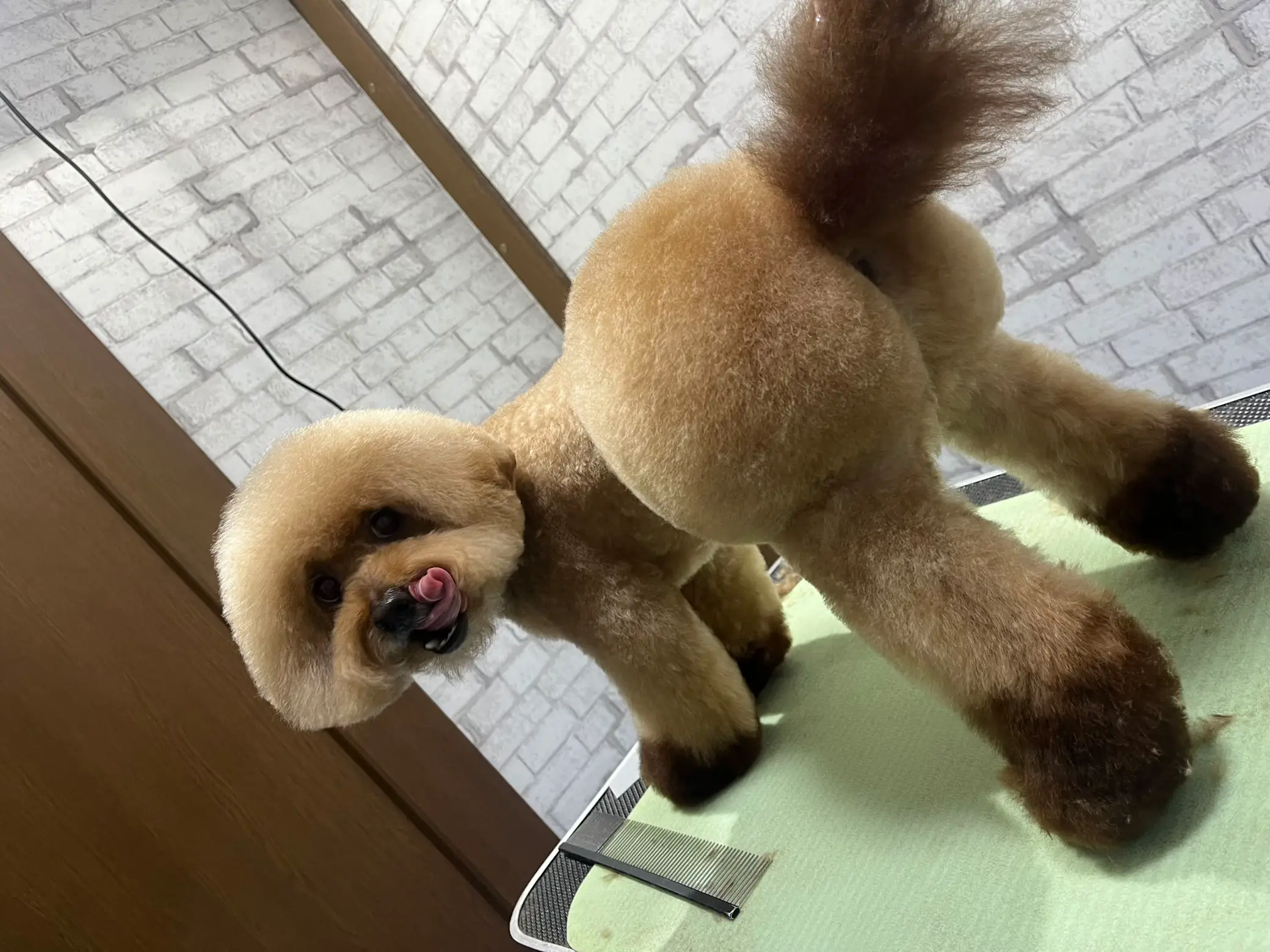 四つん這い シッポ デブ トイプーだって桃尻がしたい‼︎ | para.tiraが投稿したフォトブック | Lemon8