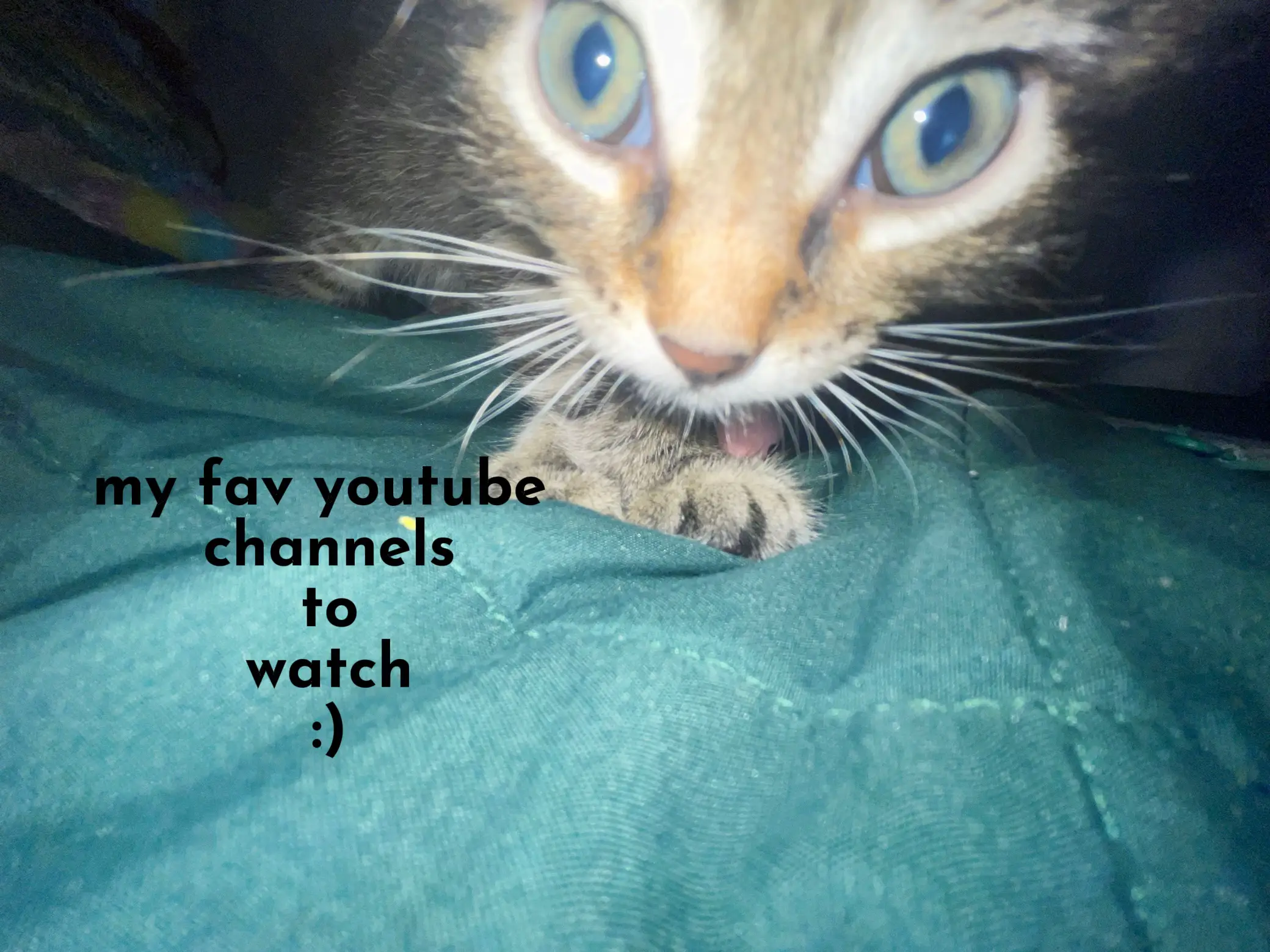 Cat discount youtube channels