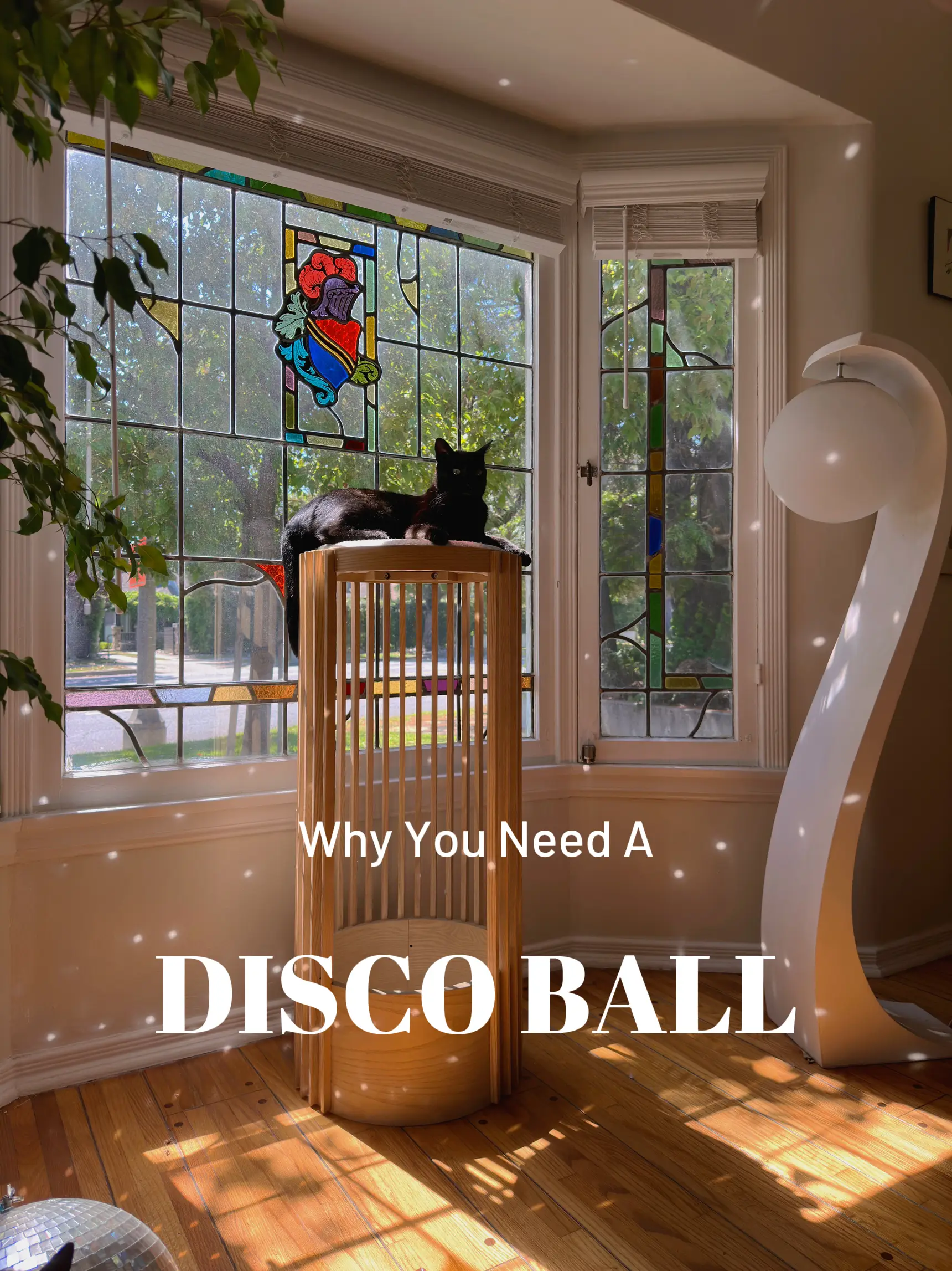 Disco 2024 ball cat