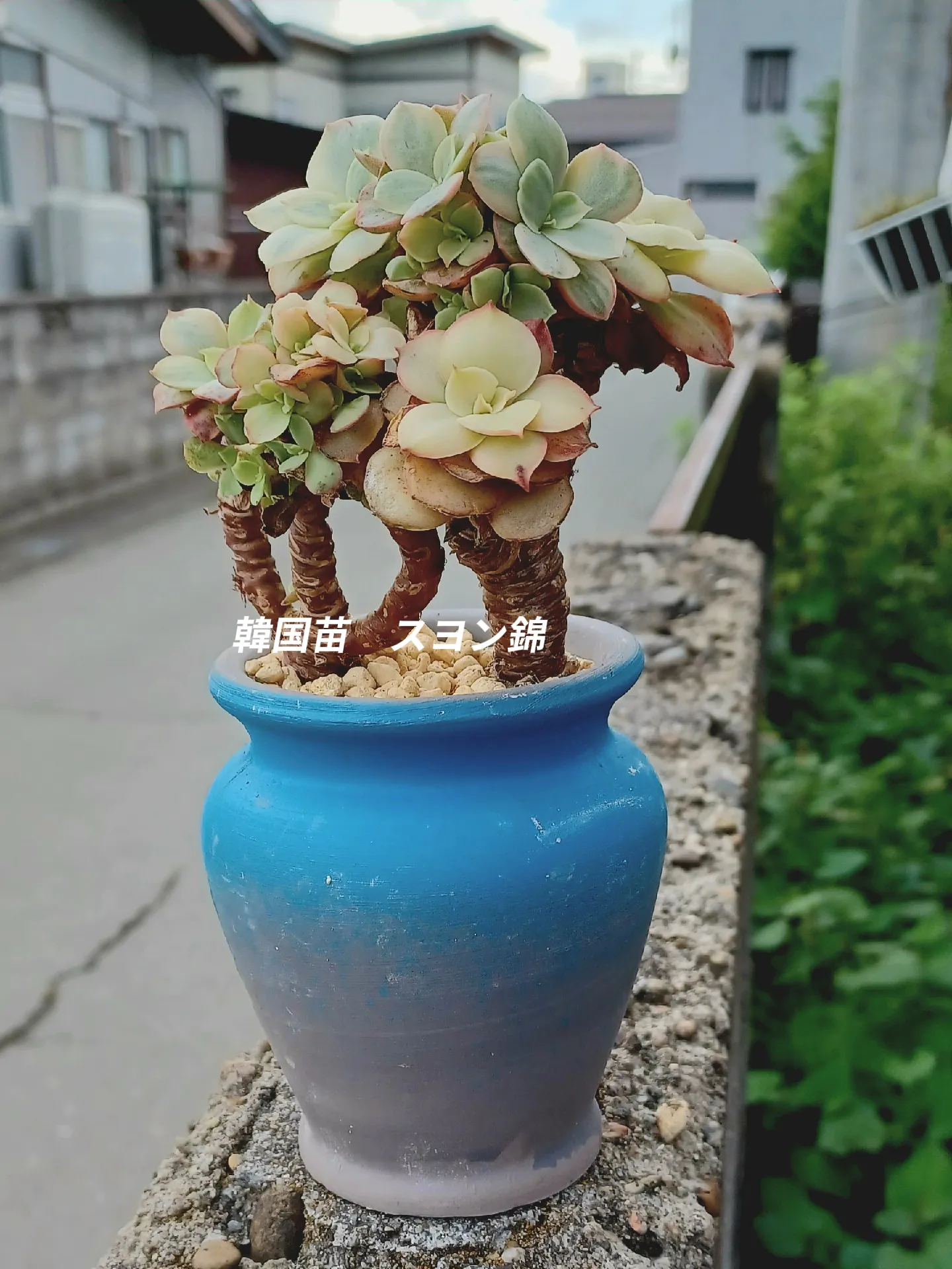 韓国苗 多肉植物 スヨン錦&スヨン | teija1020が投稿したフォトブック 
