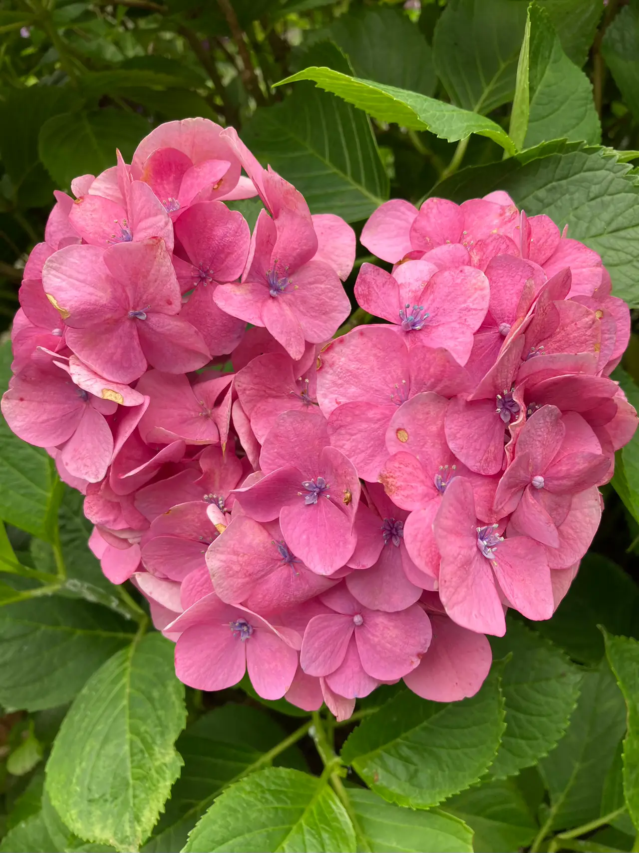 Heart ❤️ Not only hydrangea, but also Jizo is healed by Yamadera