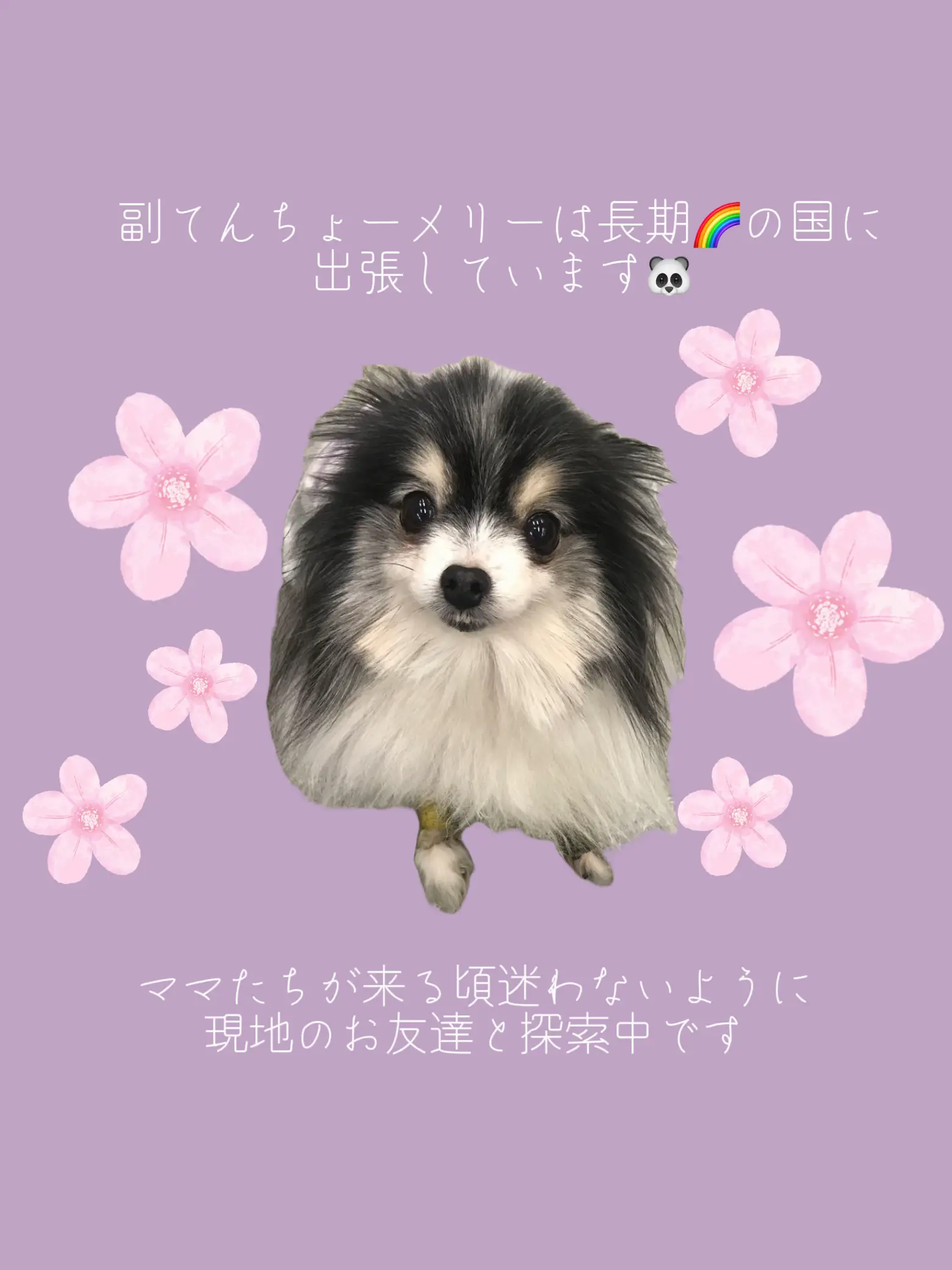 華（ポメラニアン）作品依頼用 （虹の🌈に出張中の副てんちょ