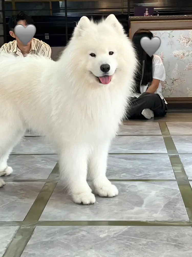 📍Cafe where you can interact with Mofumofu Samoyed Korea Sangsu