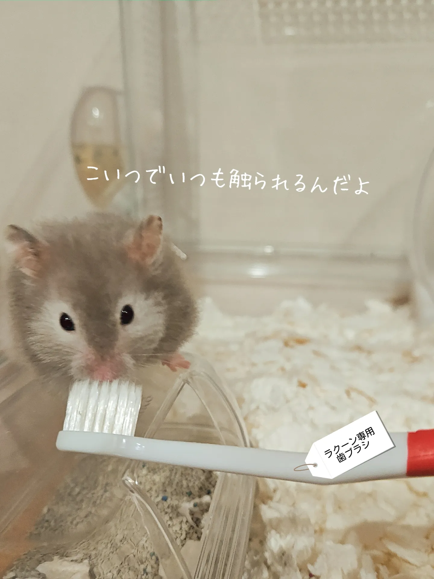 ハムスターさん専用　参考写真 ハムスターさん専用 参考写真 盛大に吹きました！」“なさけない