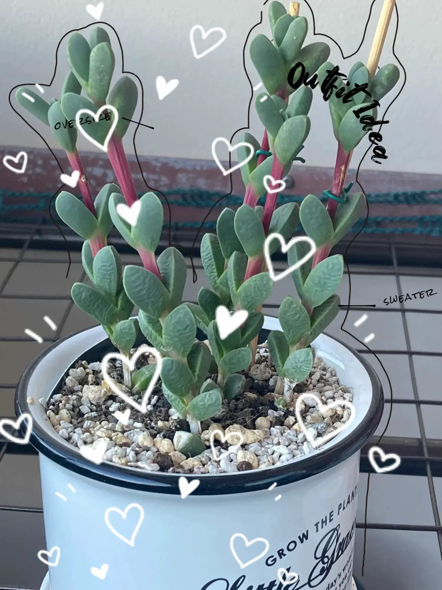 新商品♡愛（ハート葉）♡韓国苗♡多肉植物♡ - インテリア小物