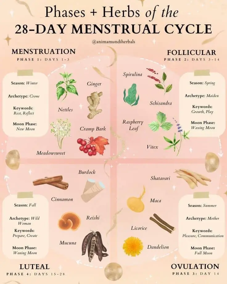  A list of herbs and plants for a 28-day menstrual cycle.